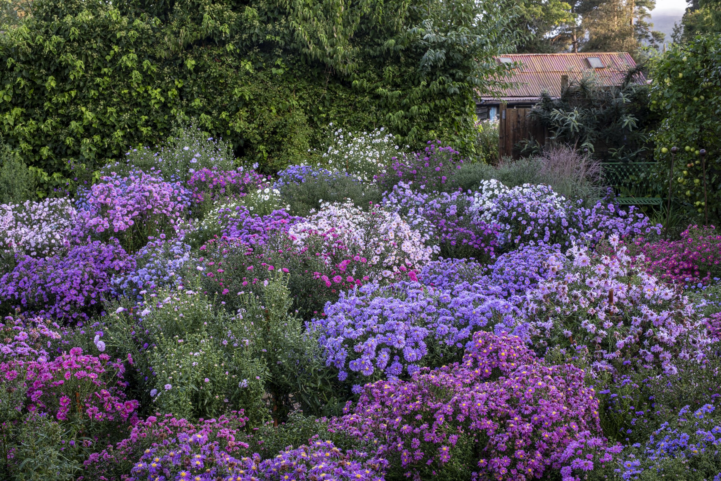 Garden Photography  of Asters at Picton Gardens in autumn