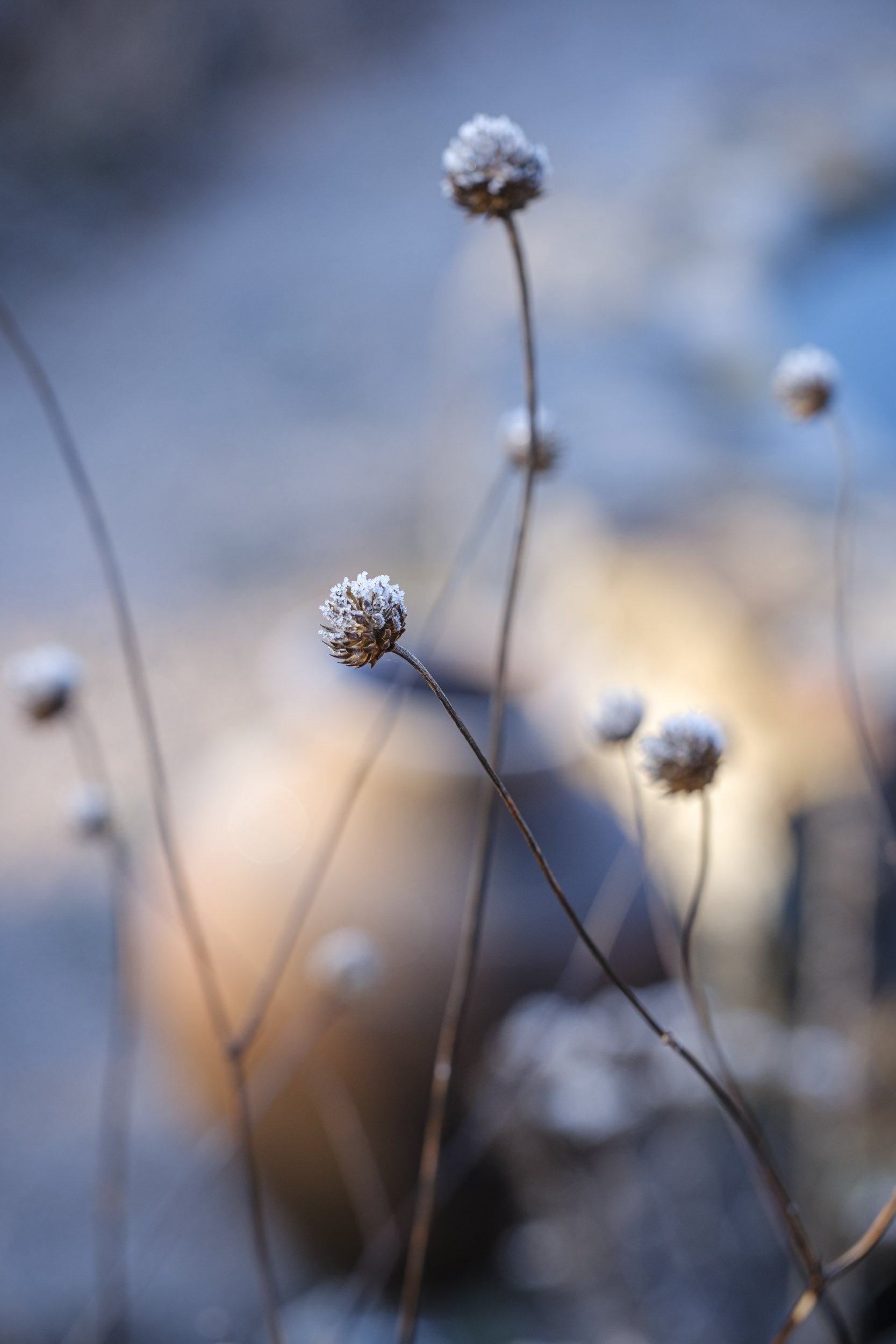 Frosty morning garden photography in Devon