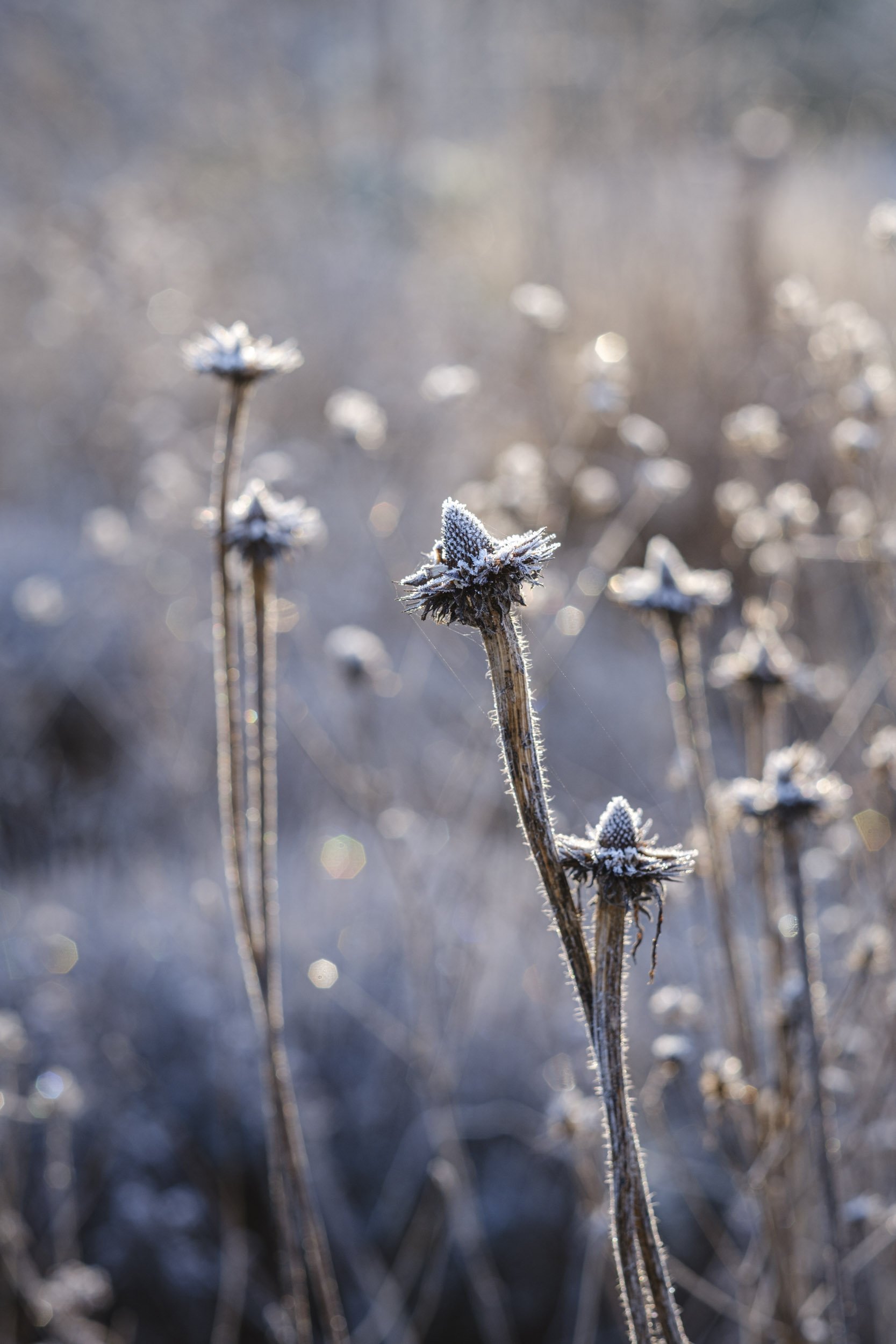 Frosty morning garden photography in Devon.