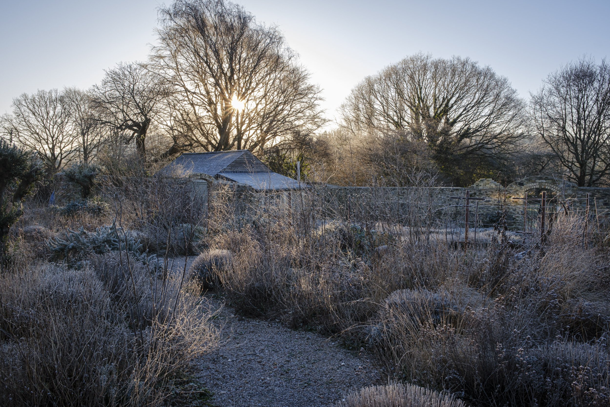 Frosty morning garden photography in Devon