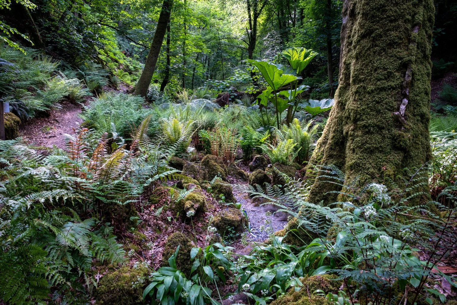 The Victorian Fernery garden at Canonteign Falls, Devon.