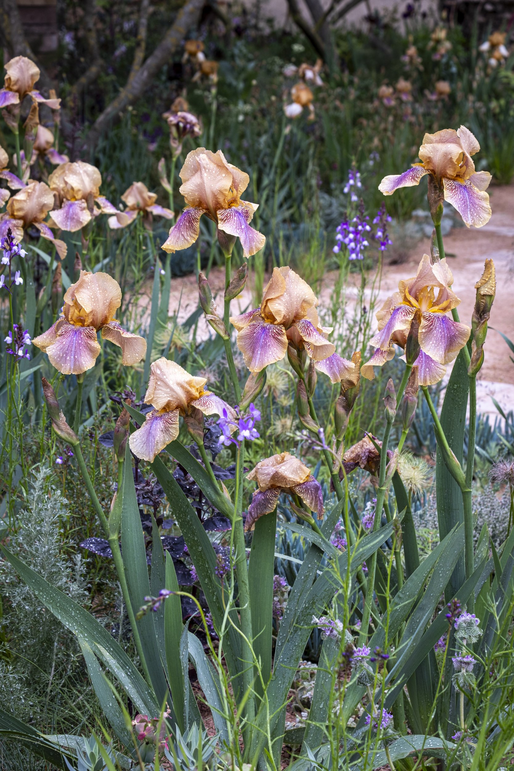 Photography of Sarah Price's garden at Chelsea Flower Show 2023