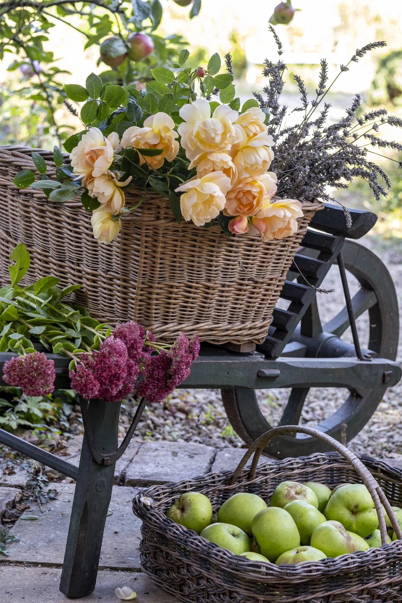 Harvested roses and apples, autumn at Beth Tarling's house in Cornwall.