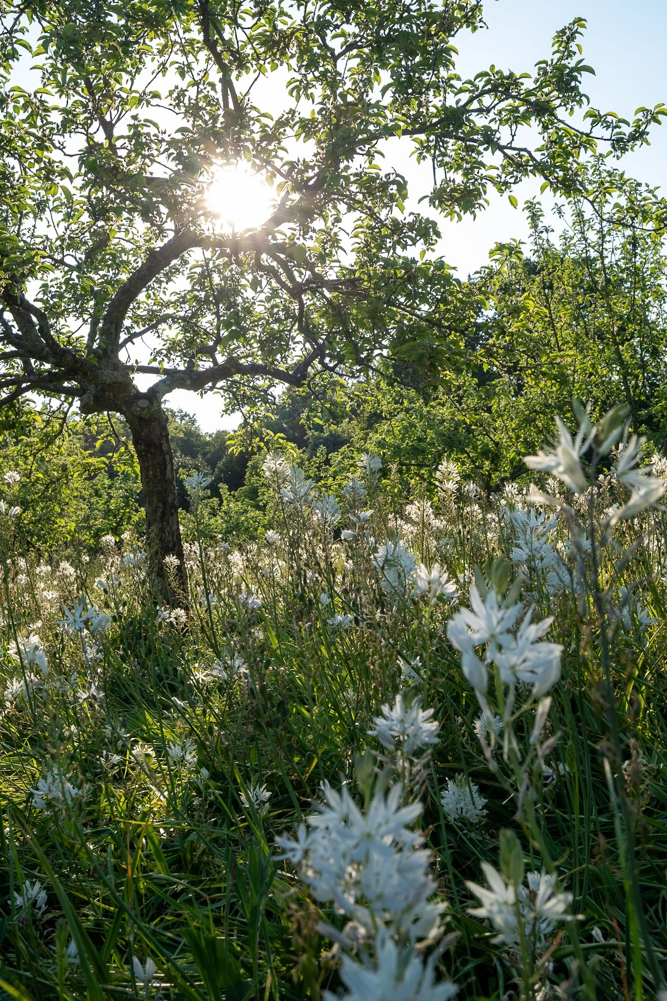 Garden Photography at Cwm Farm, Wales