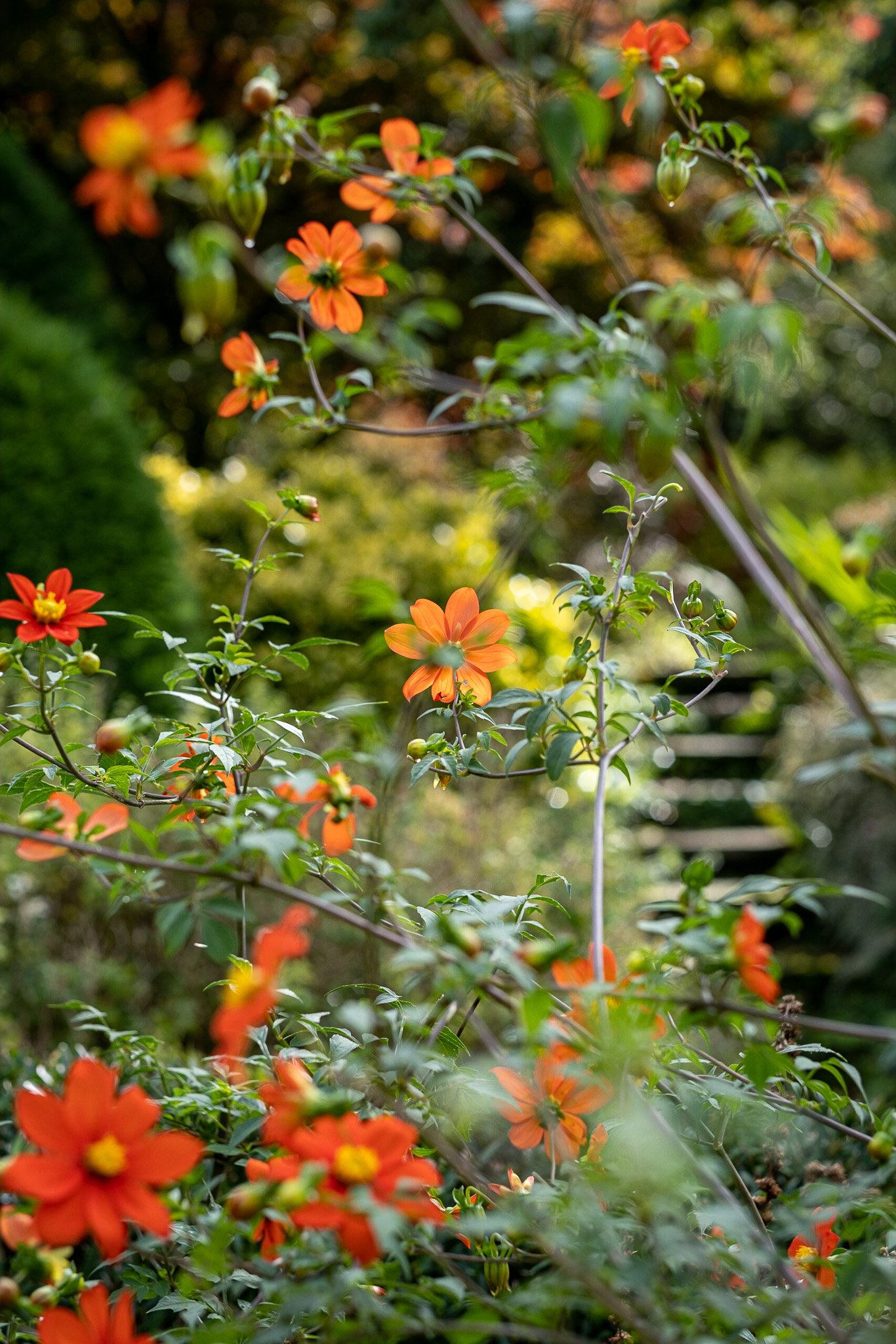 Plant Photography at The Garden House, Devon