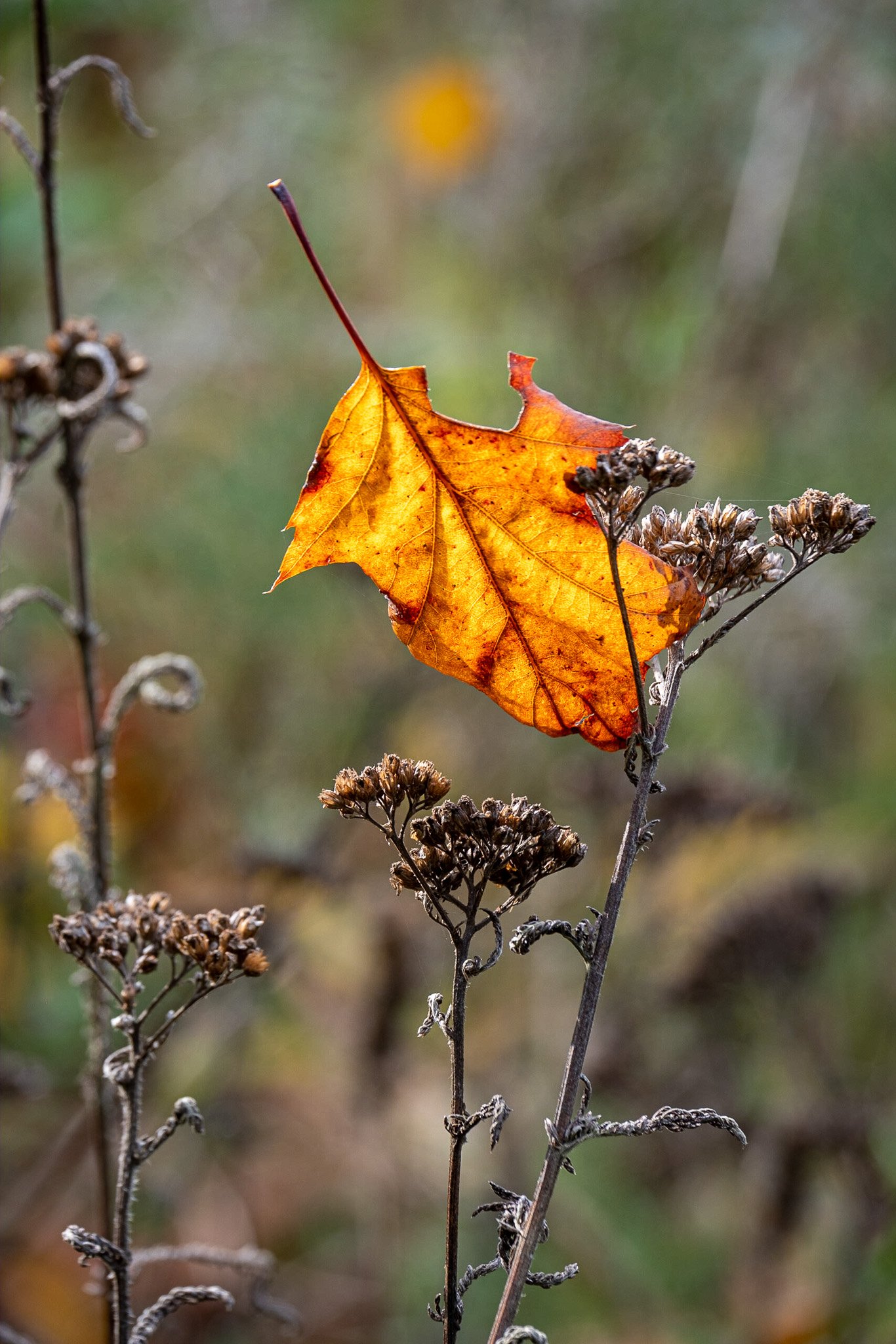 Plant Photography at The Garden House, Devon