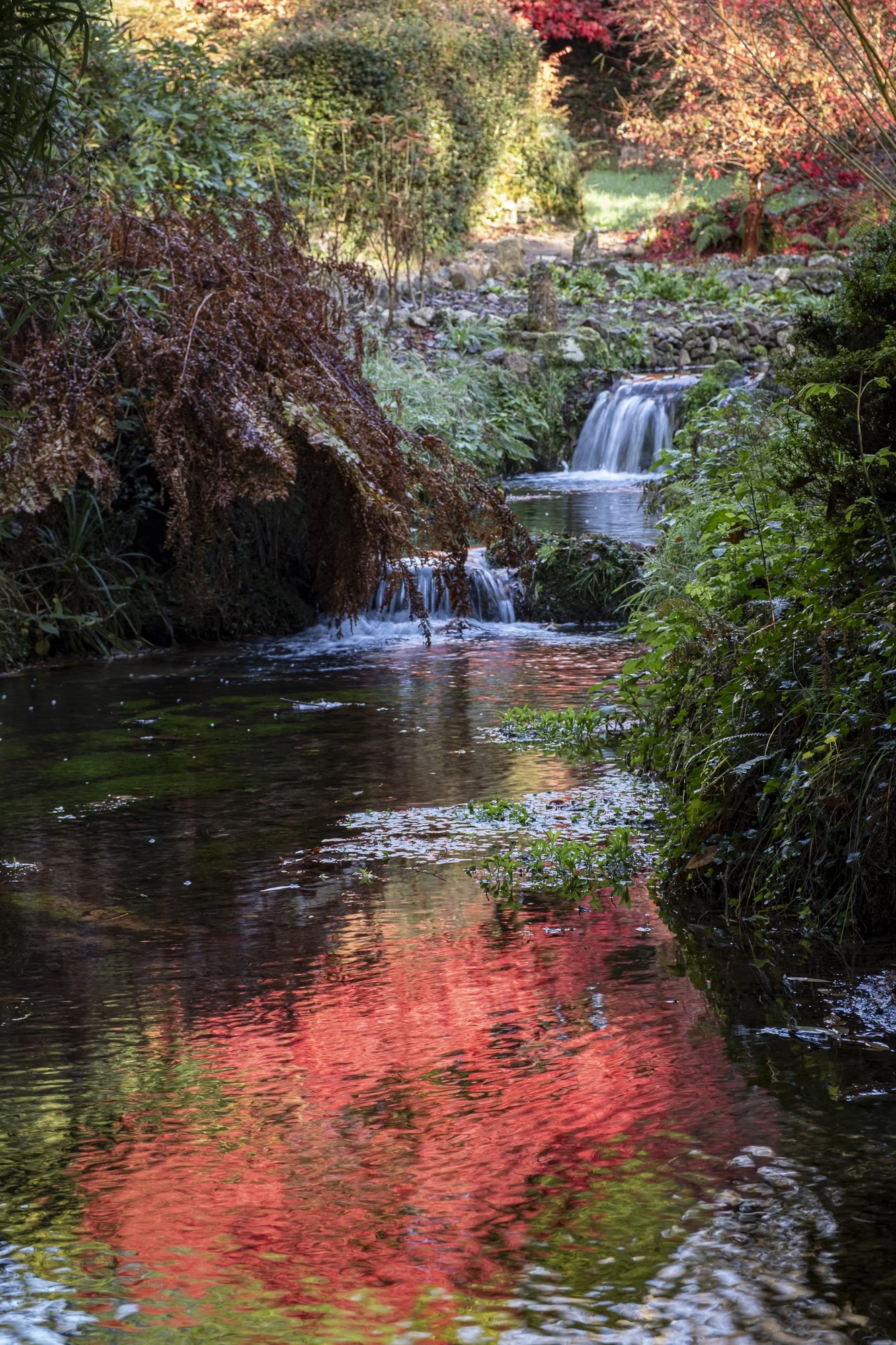 Autumn garden in Devon, reflections in a stream, garden photography for magazine