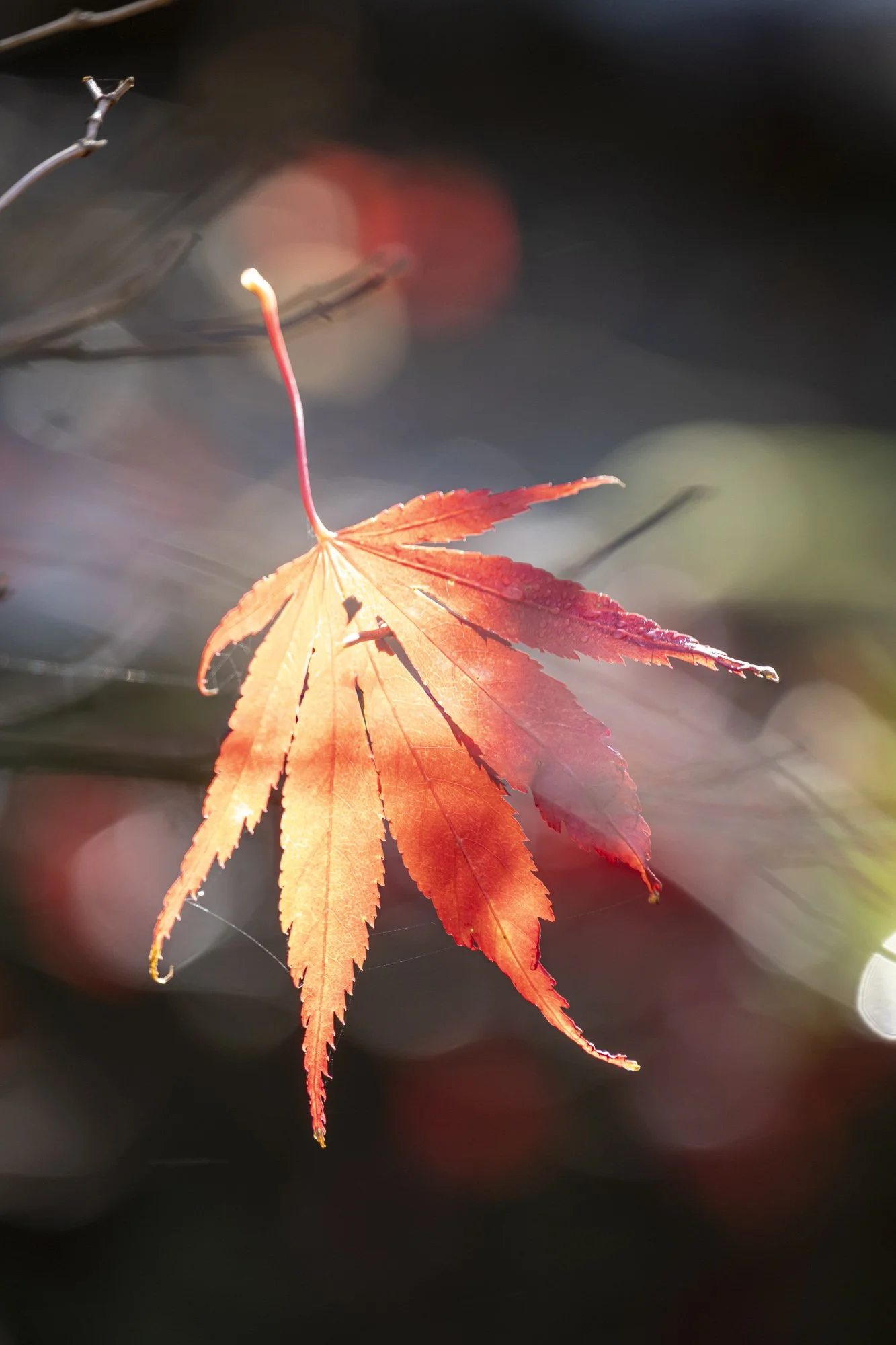 Acer leaf in autumn, garden photography for magazine