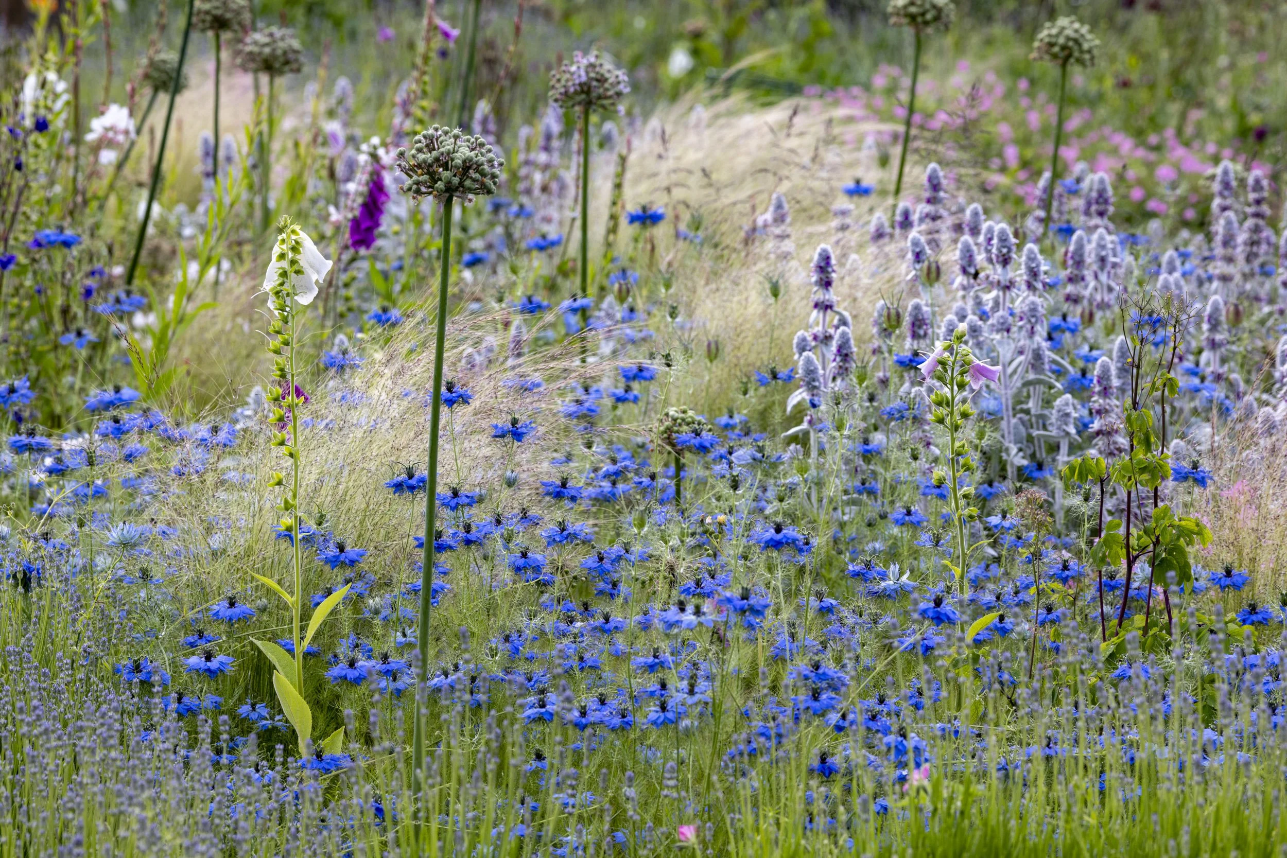_69A4946.jpg