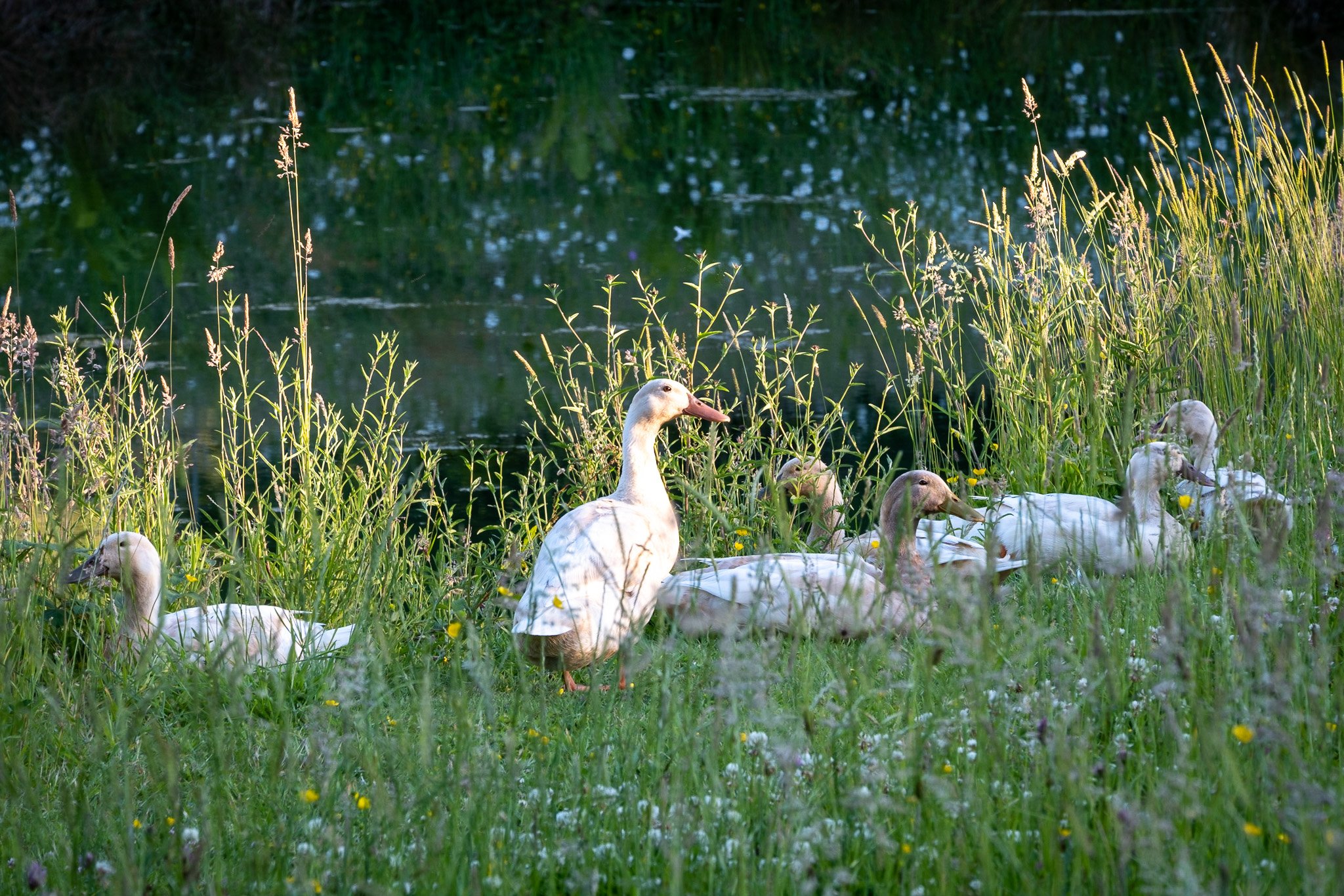 Garden Photography at Louisa Morgans Garden in Wales for Gardens Illustrated