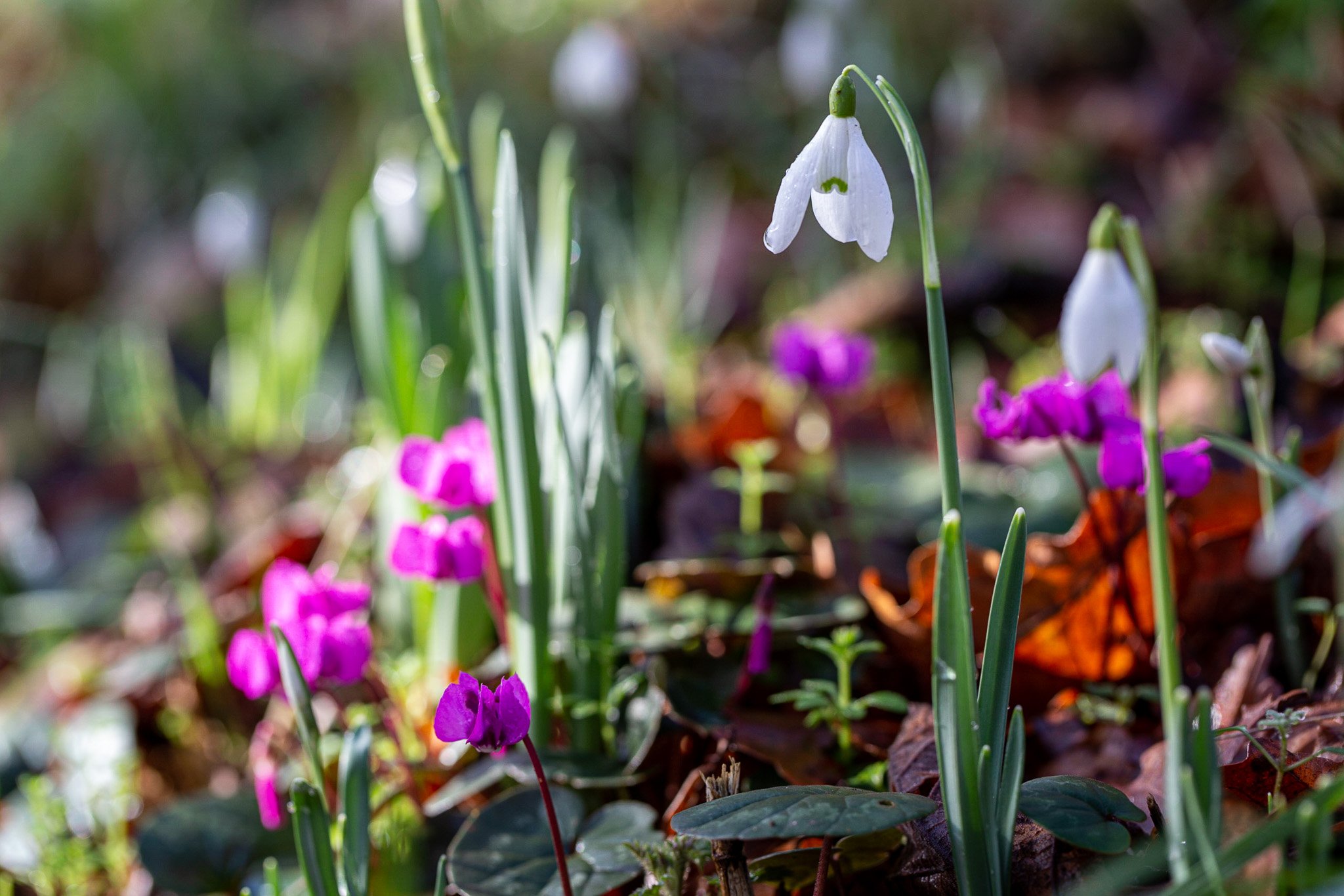 Plant Photography at Hanham Court, Bristol