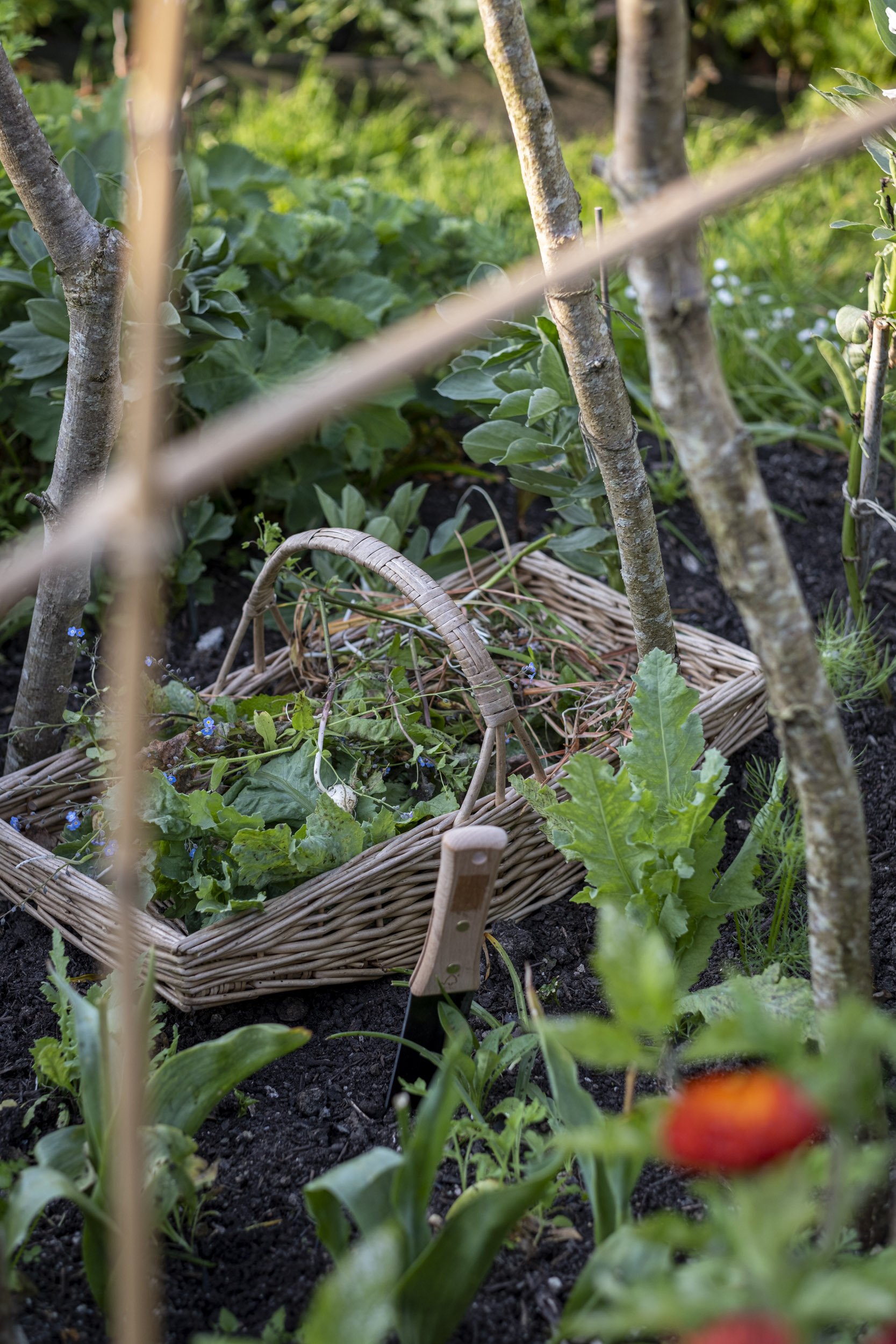 Photography at Bowhay House for 'A New Cottage Garden' to be published by Pimpernel Press 2024