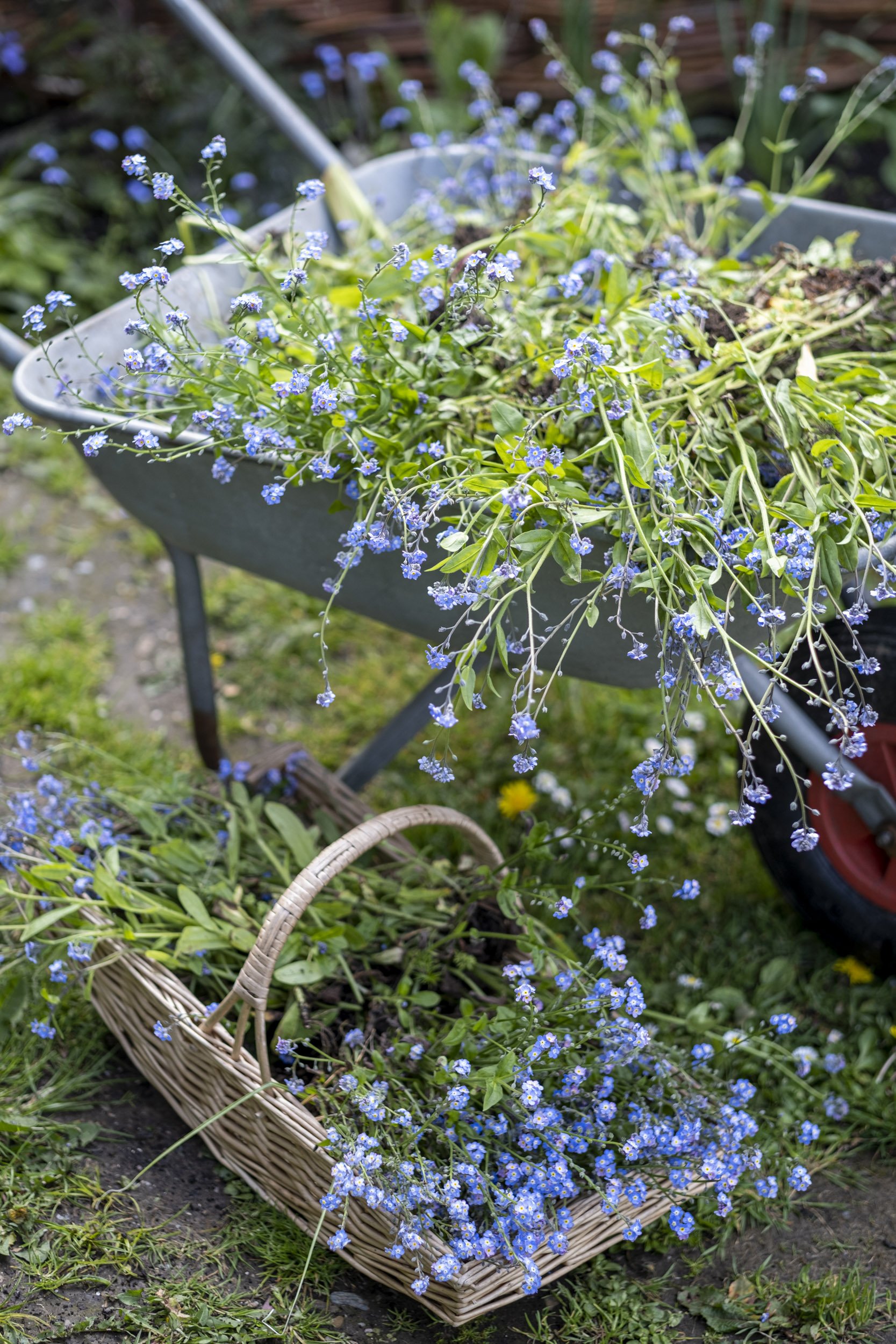 Photography at Bowhay House for 'A New Cottage Garden' to be published by Pimpernel Press 2024