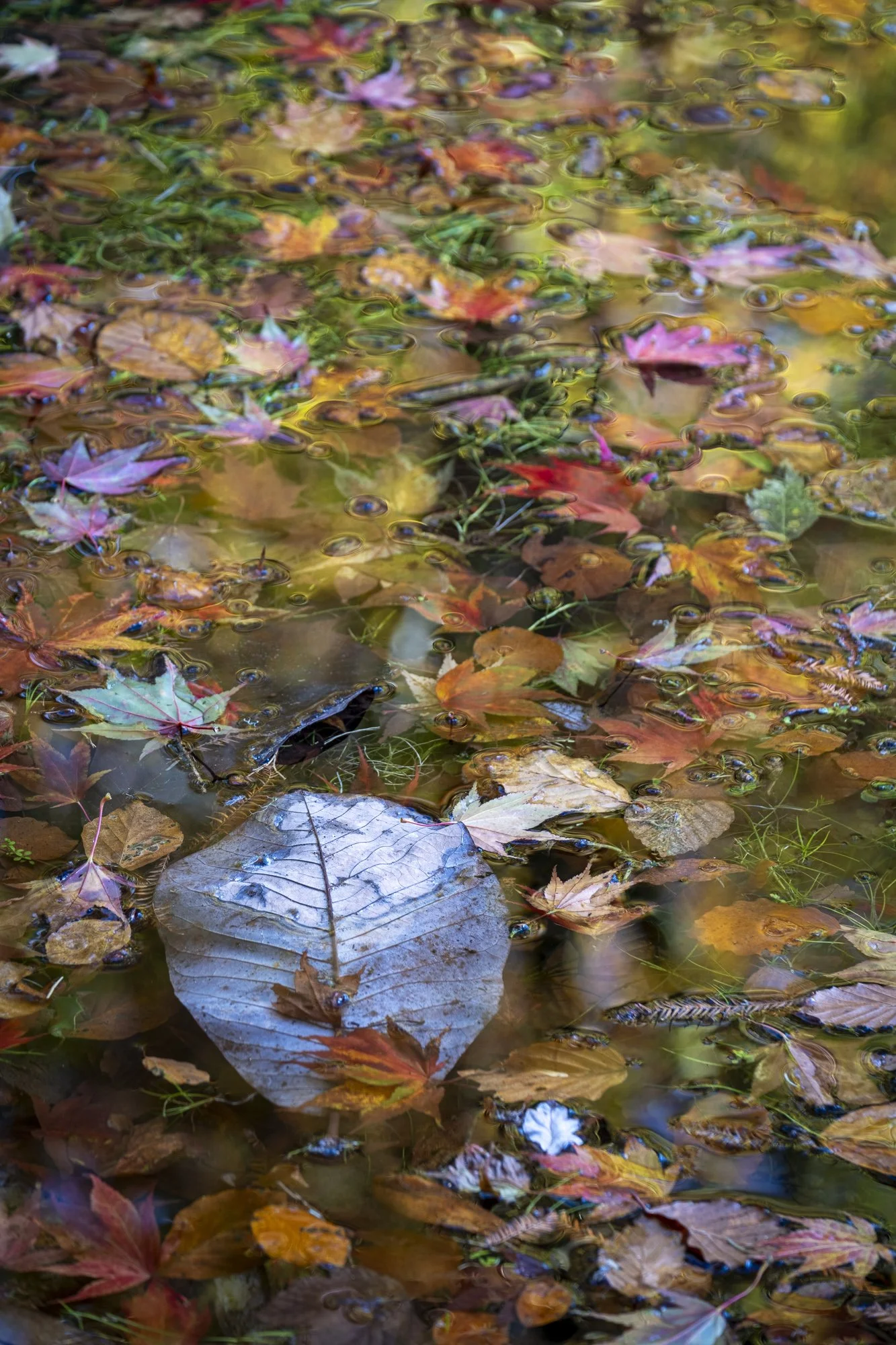 Fallen leaves in a lake in autumn, garden photography for magazine