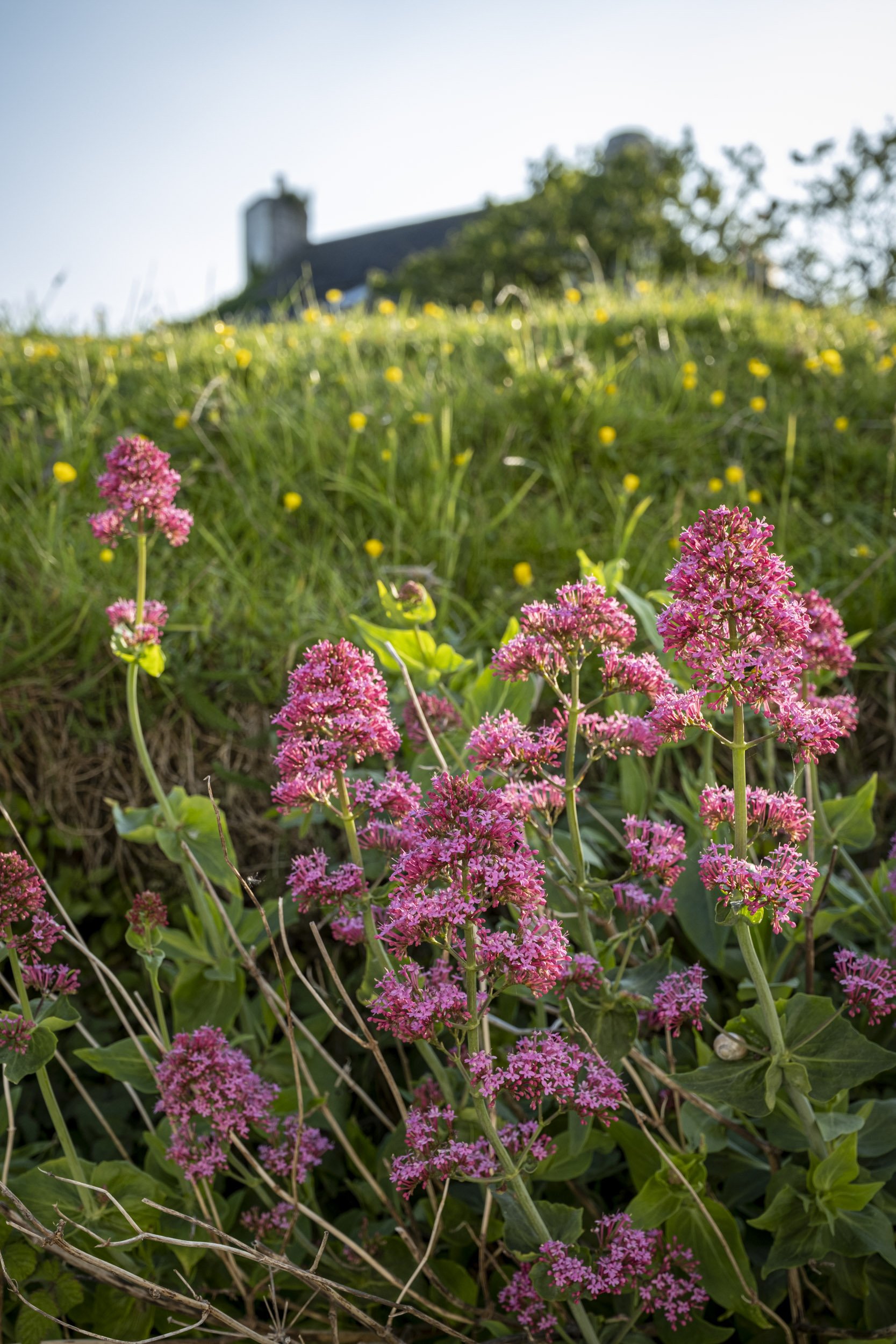 Photography in a Country Lane, East Prawle, Devon