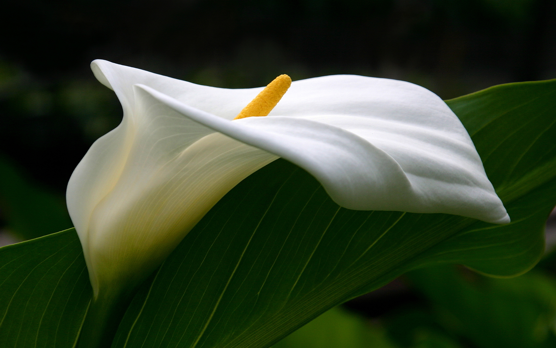 National-Flower-Of-Ethiopia-calla-lily.jpeg