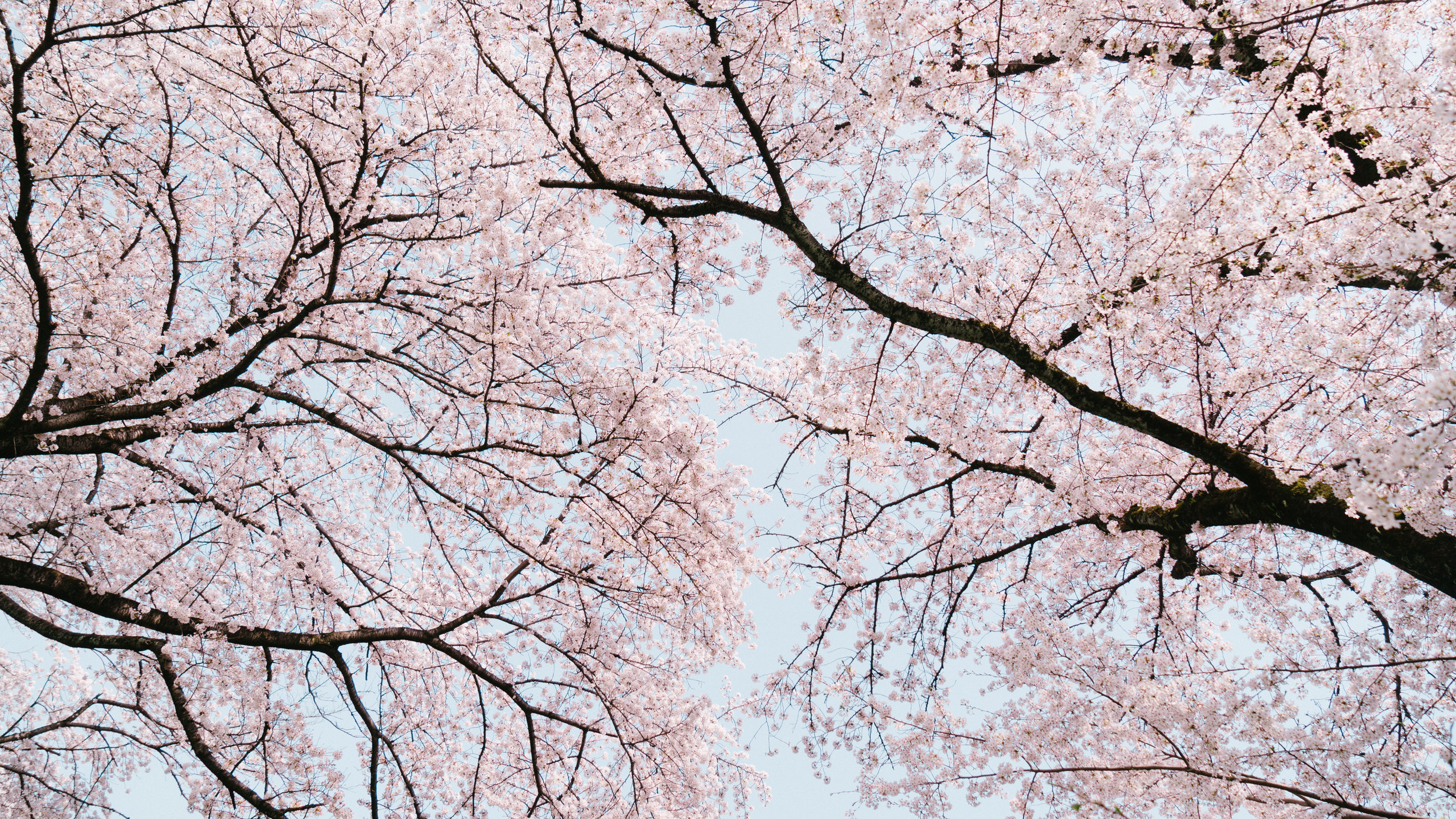 CHERRY BLOSSOM AND HANAMI