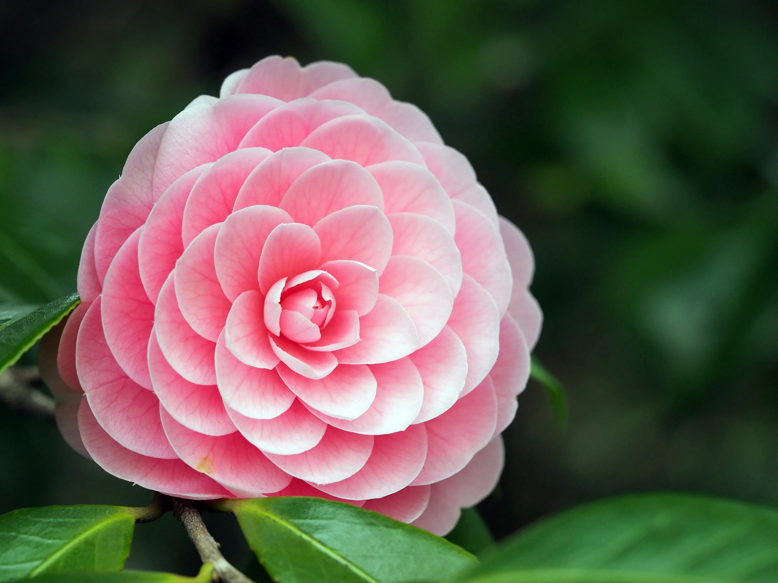 CAMELLIA JAPONICA