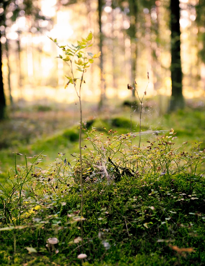 Sapling. 2014