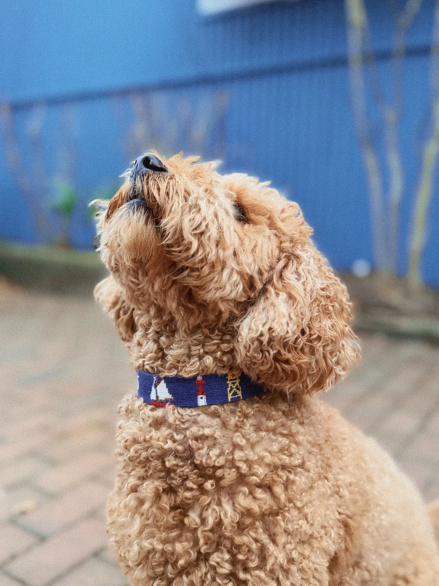 Merch For the Goodest Boys (&amp; Girls!) // Custom @smathersandbranson X LBI Needelpoint Dog Collars Now in Shop &amp; at SinkrswimLbI.com // Shops Open Thru 12/23!