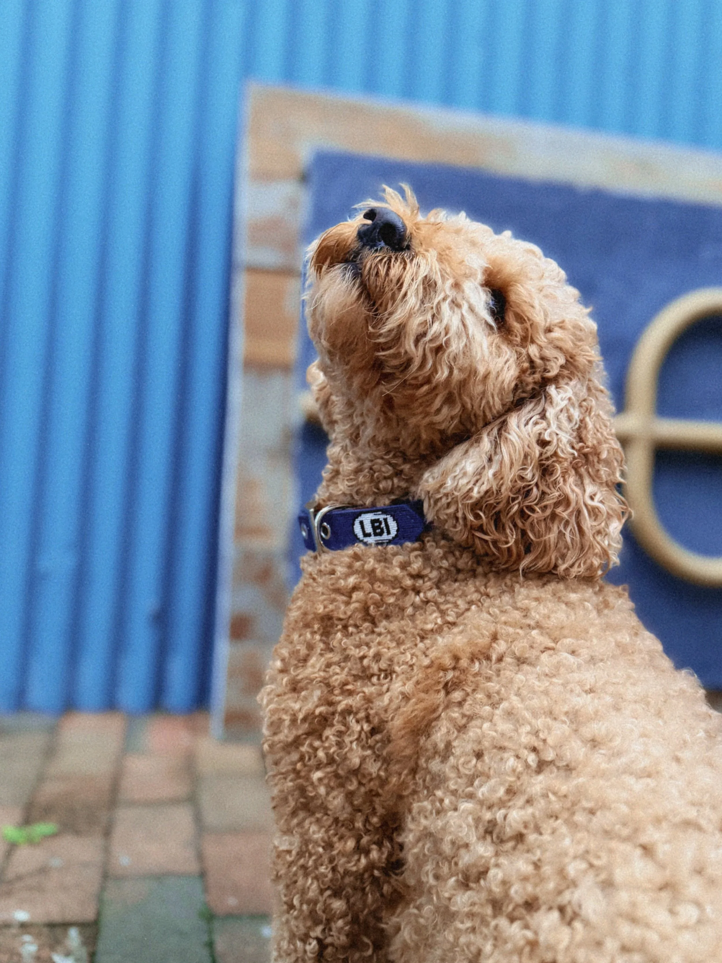 Merch for the Goodest Boys &amp; Girls // Open Daily 10-6 (9-6 Weekends!)