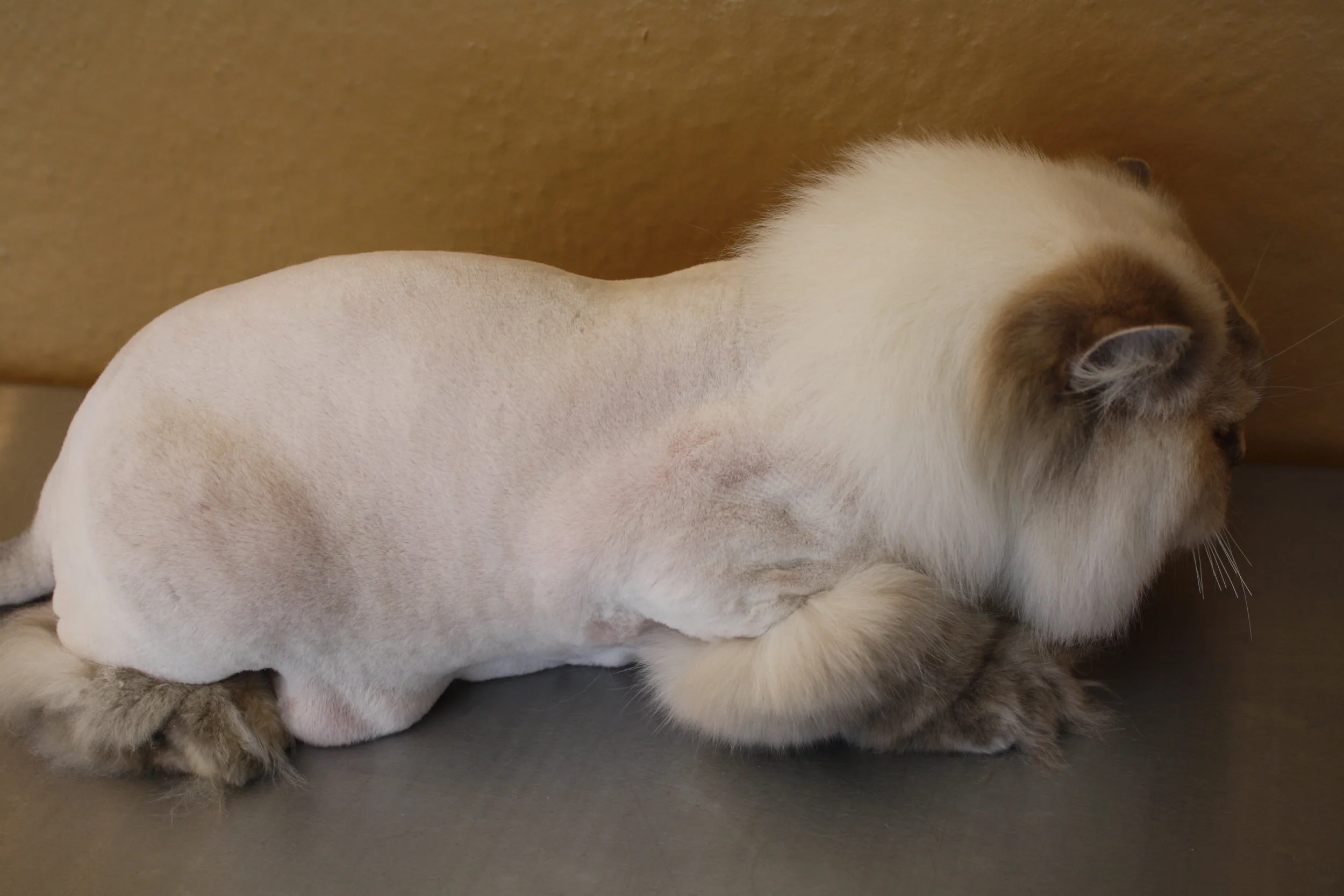 Services — I Groom Cats LLC Cat exclusive mobile grooming Naples