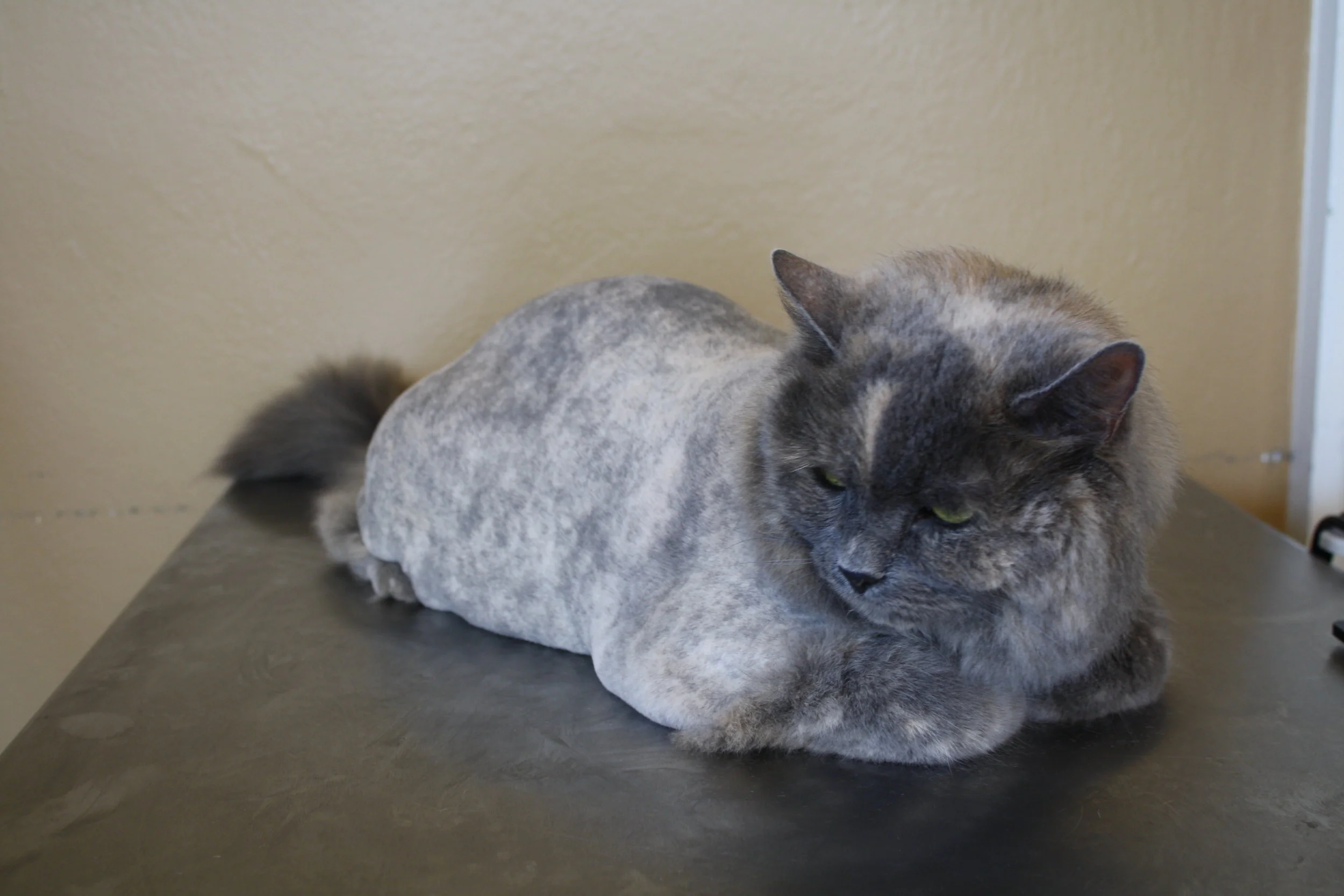 Services — I Groom Cats LLC Cat exclusive mobile grooming Naples