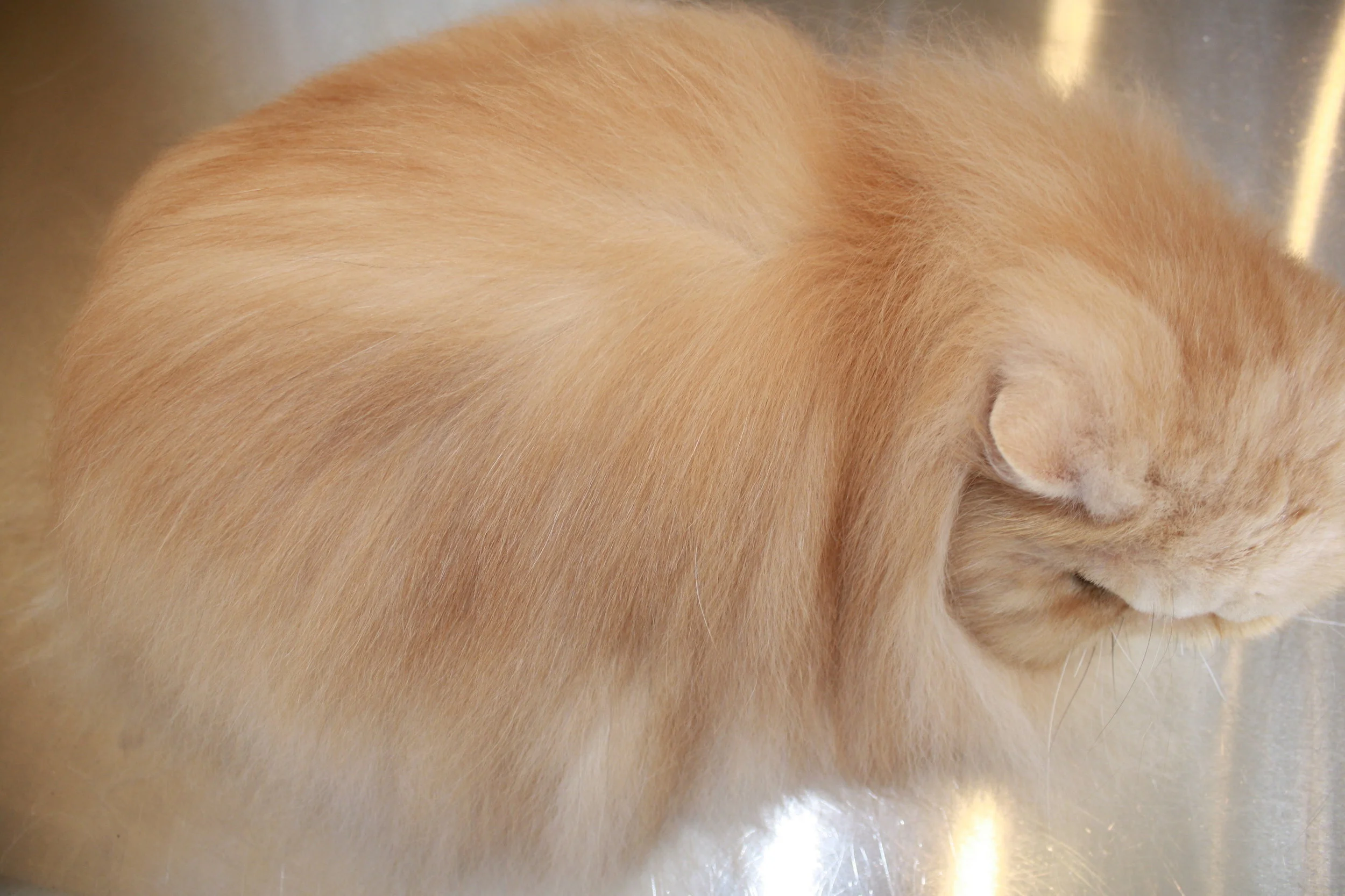 Services — I Groom Cats LLC Cat exclusive mobile grooming Naples