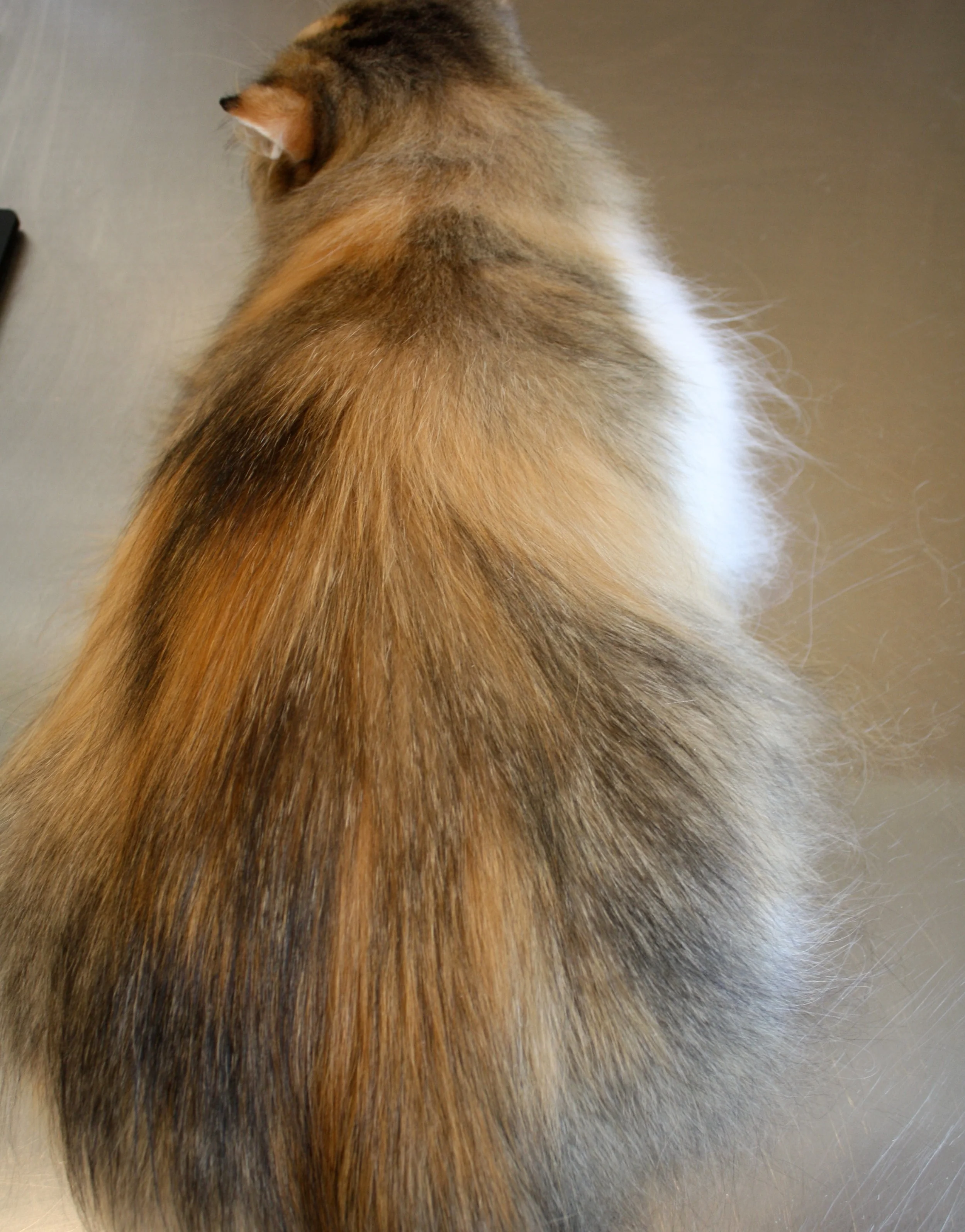 Services — I Groom Cats LLC Cat exclusive mobile grooming Naples