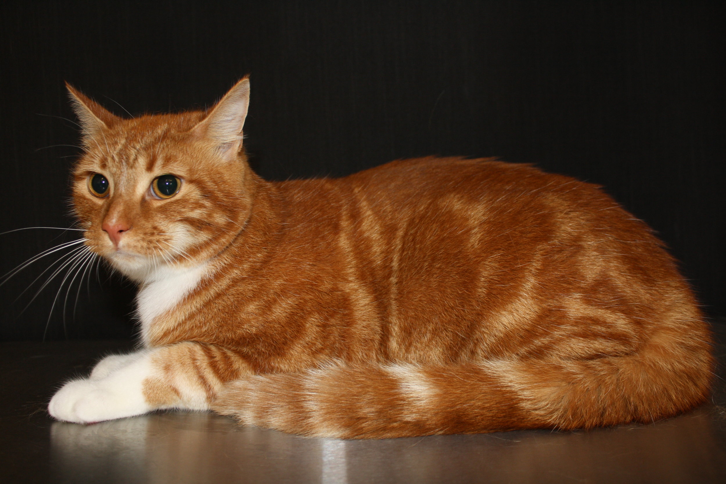 I Groom Cats LLC Cat exclusive mobile grooming Naples, FortMyers