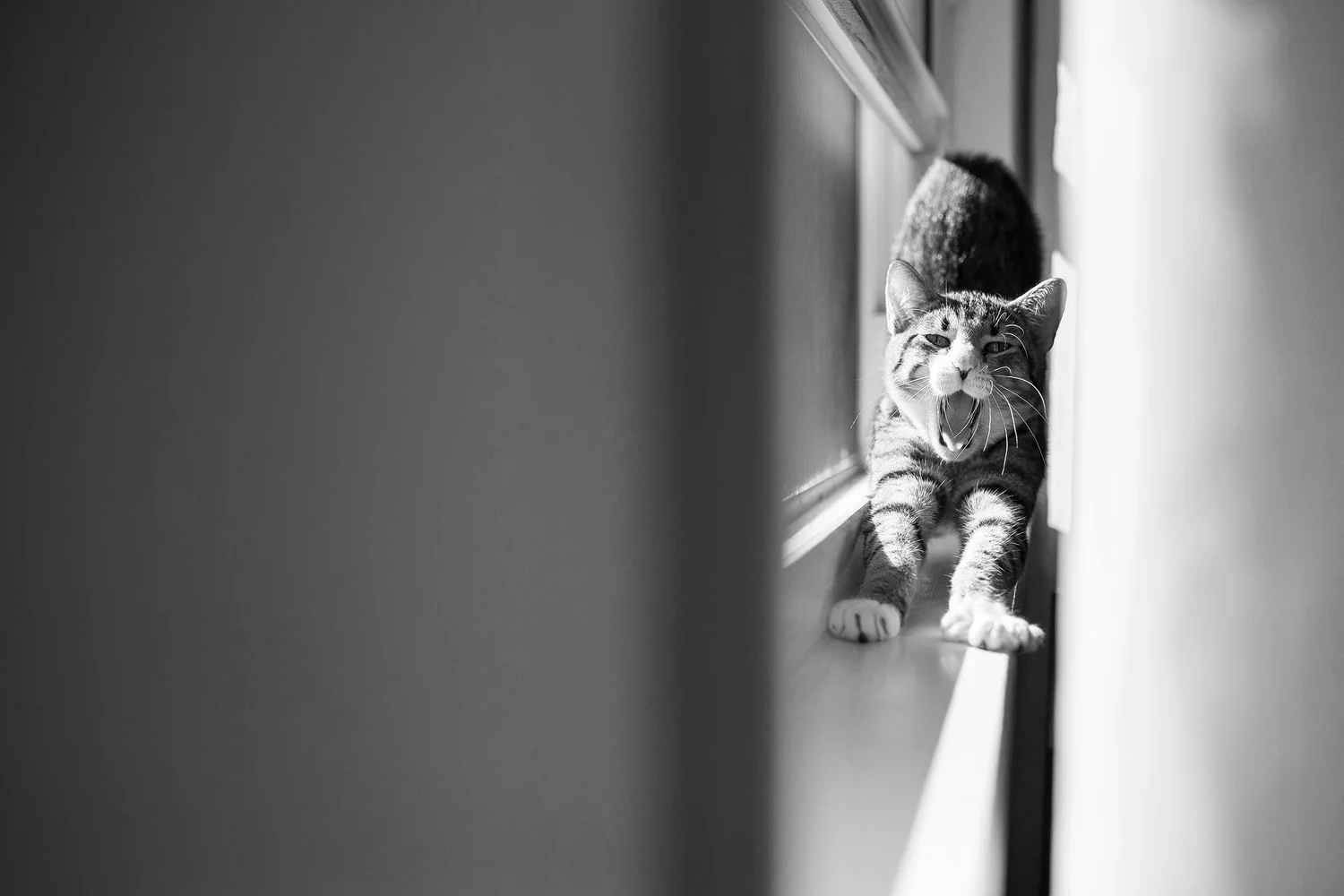 I Groom Cats LLC Cat exclusive mobile grooming Naples, FortMyers