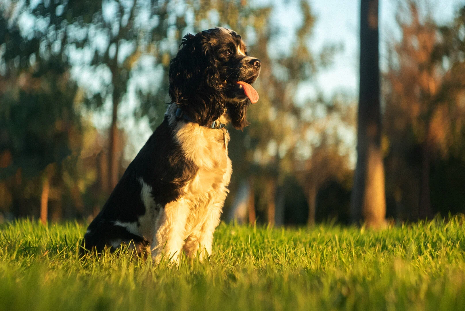 Dog_Gone_FilmFreeway_2.jpg