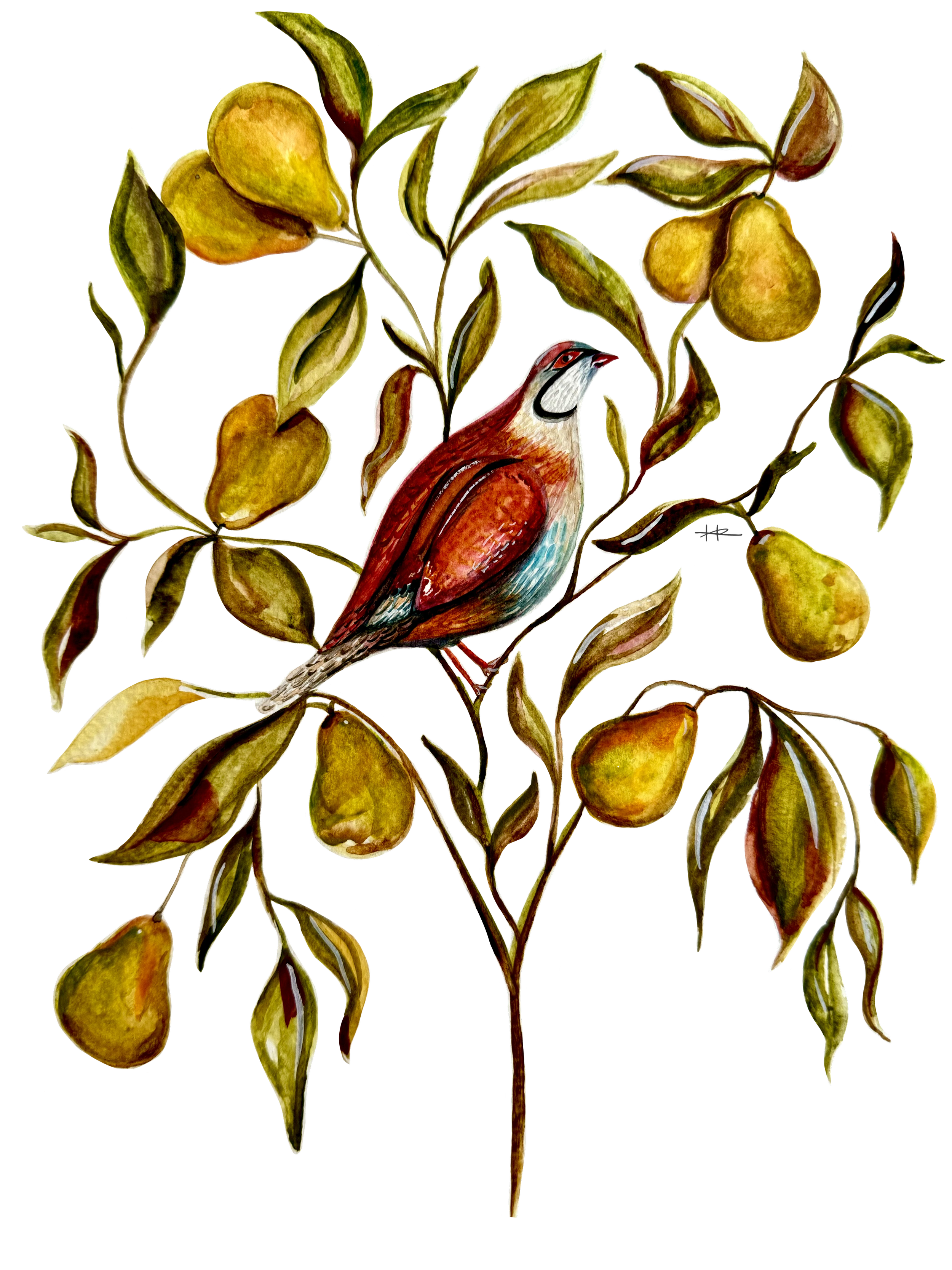 Partridge_In_A_Pear_Tree (1).png