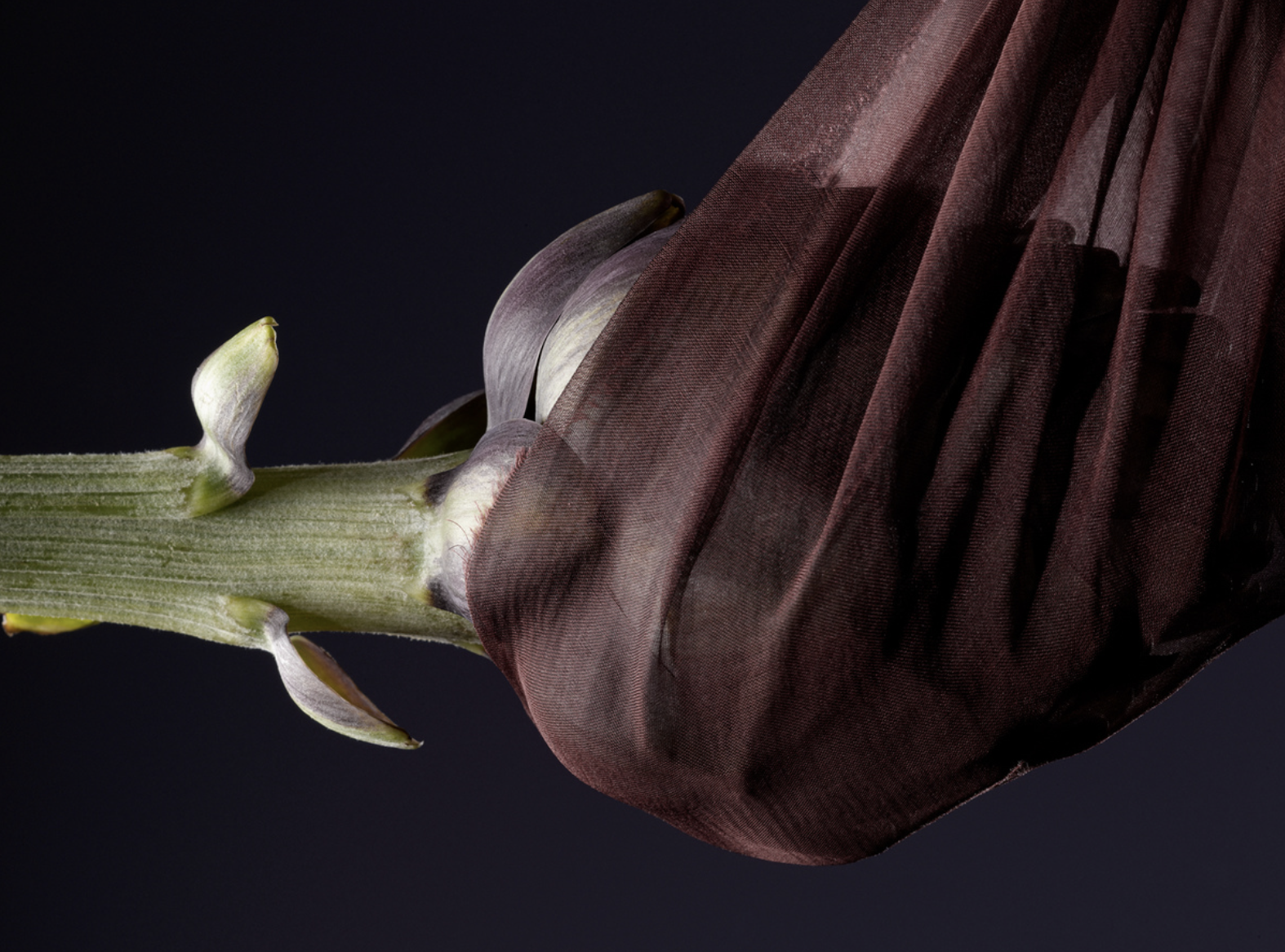 PATRICE DE VILLIERS | INSTAGRAM | WEBSITE