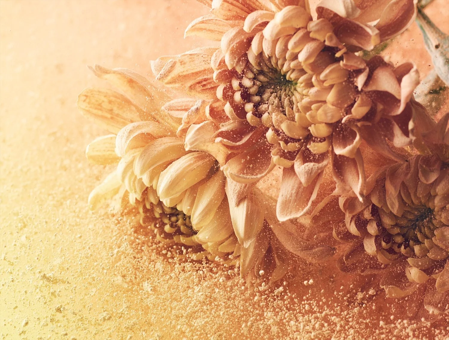 OLIVER SILVERWOOD | INSTAGRAM | WEBSITE