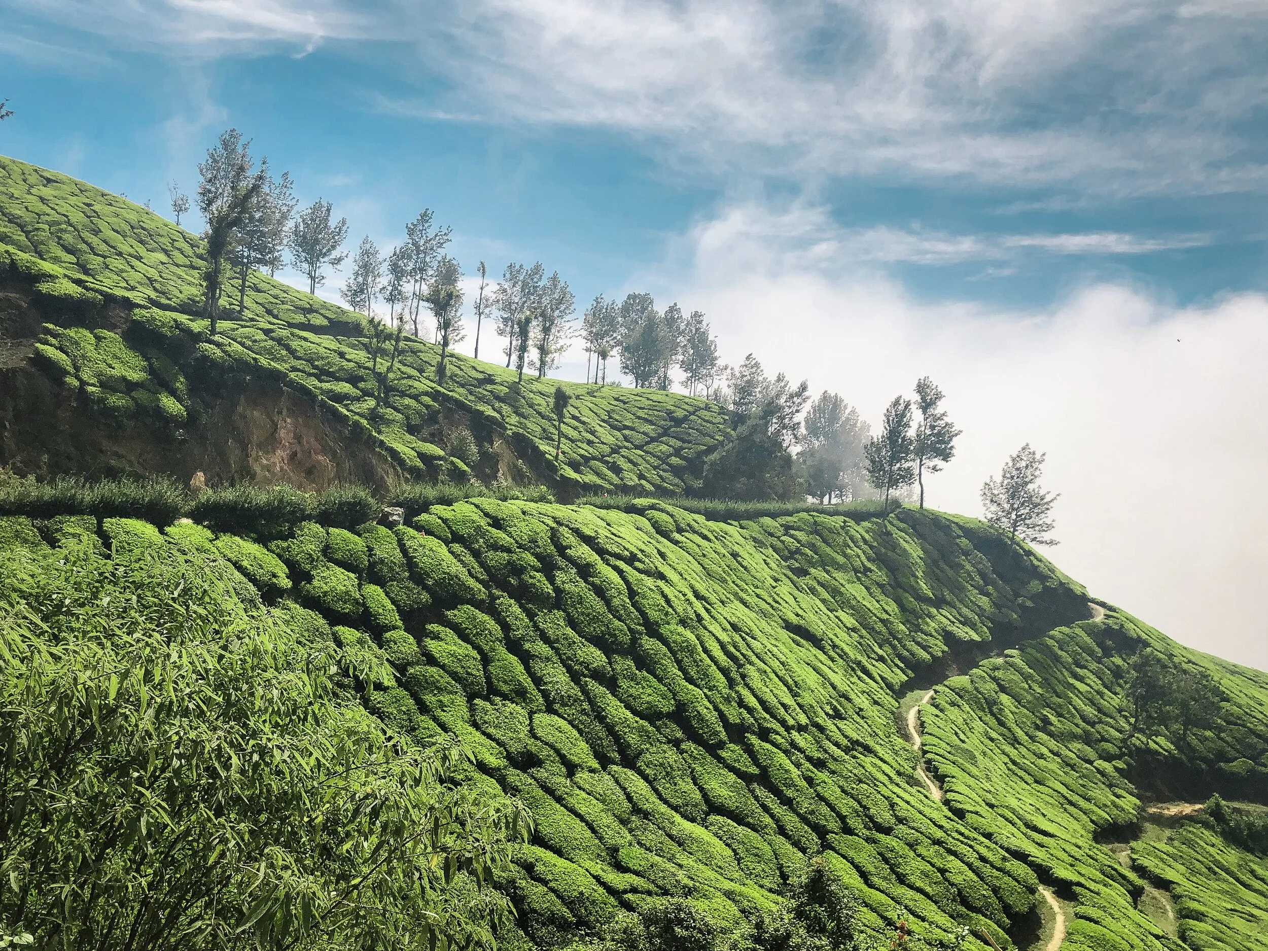 Munnar, Kerala, India - Travel Photography