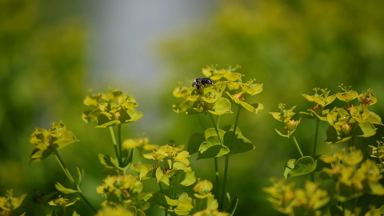 It's Noxious Weed Awareness Week!