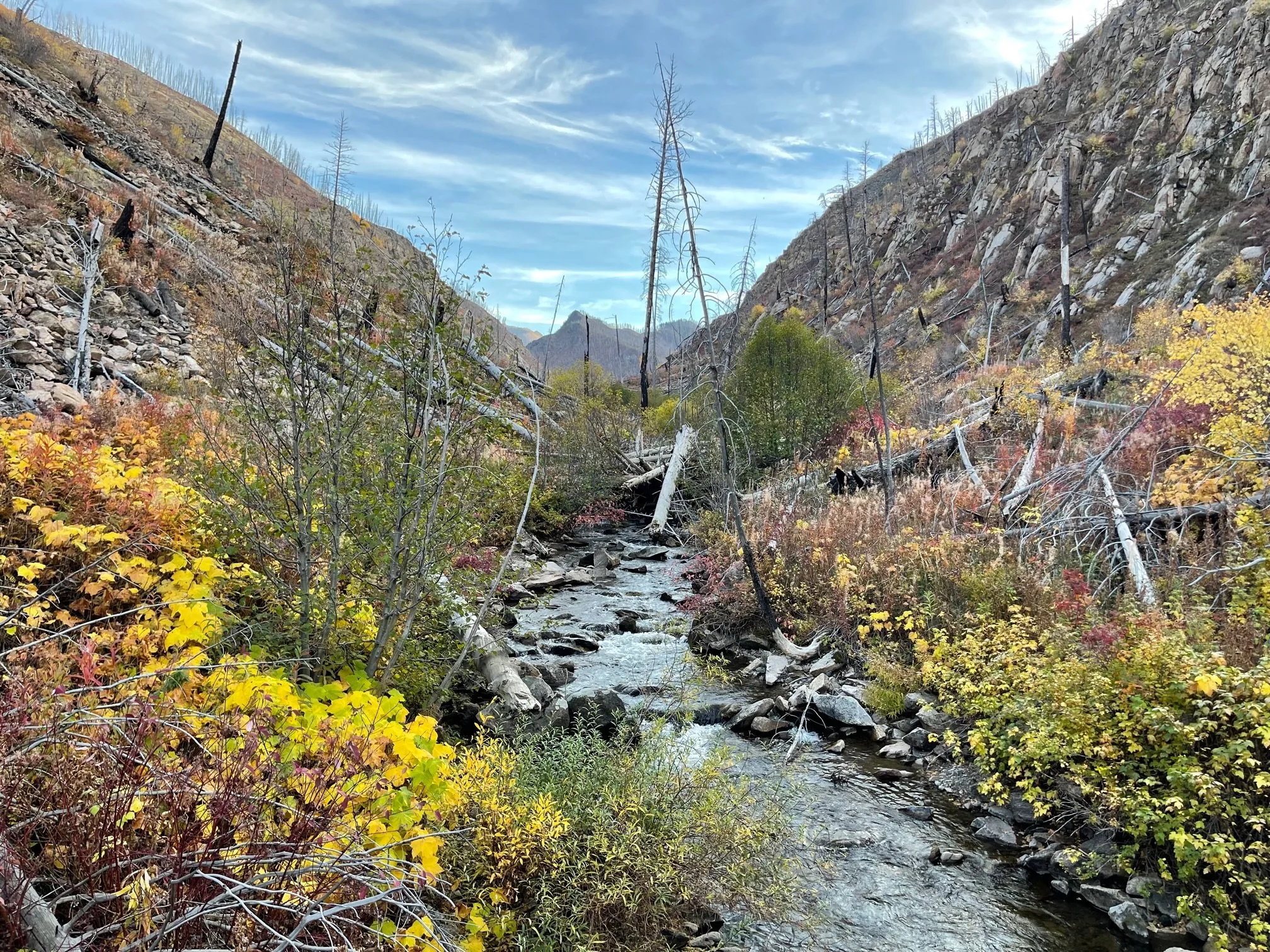 Get Involved: Livingston City Manager interviews, a candidate forum, board openings and more!