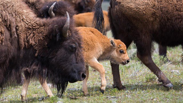 YNP's Bison Management Plan Draft EIS Public Meetings Announced