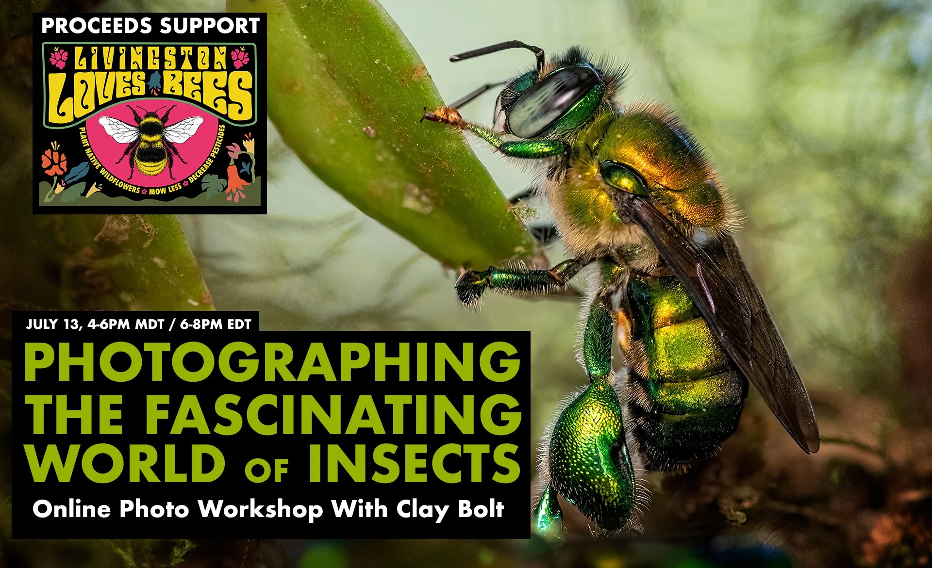 Photographing the Fascinating World of Insects Online Workshop