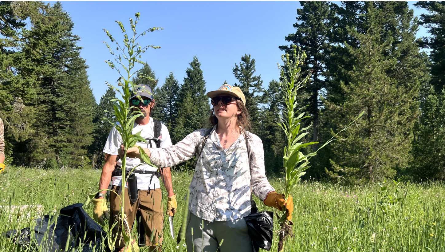 Livingston Peak Weed Pull