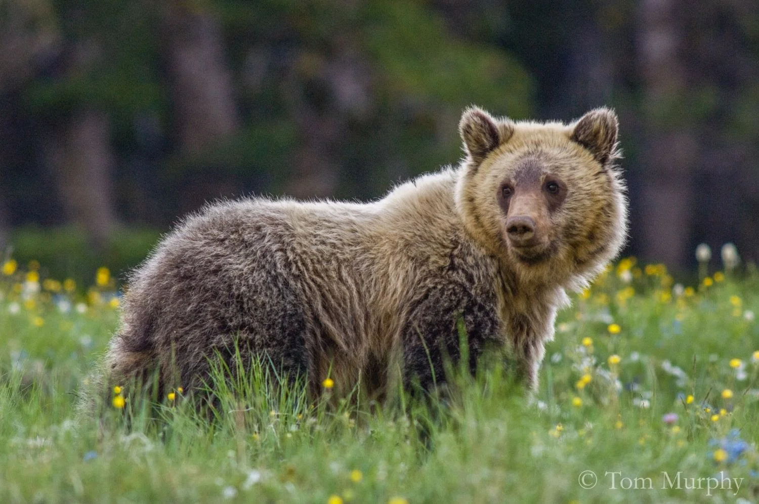 Proposed Grizzly Rule Changes: What It Means for Park County