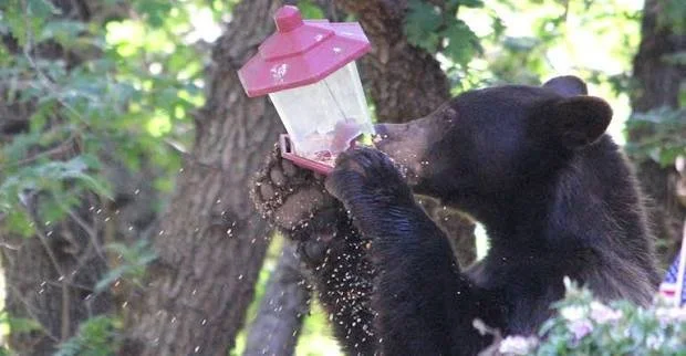 ATTENTION: It’s time to secure your bear attractants