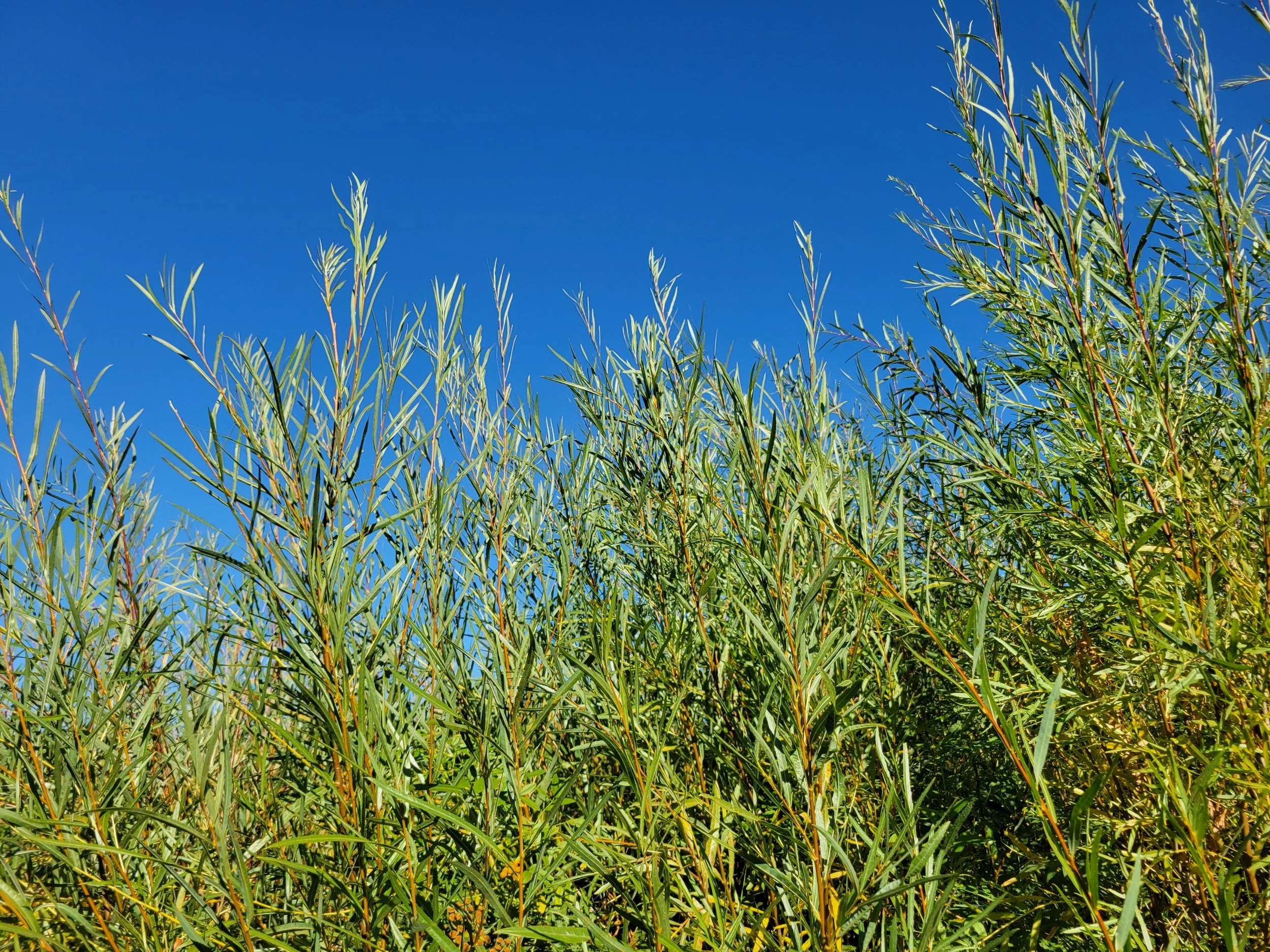 Community Stewardship Field Day: Willow Harvest