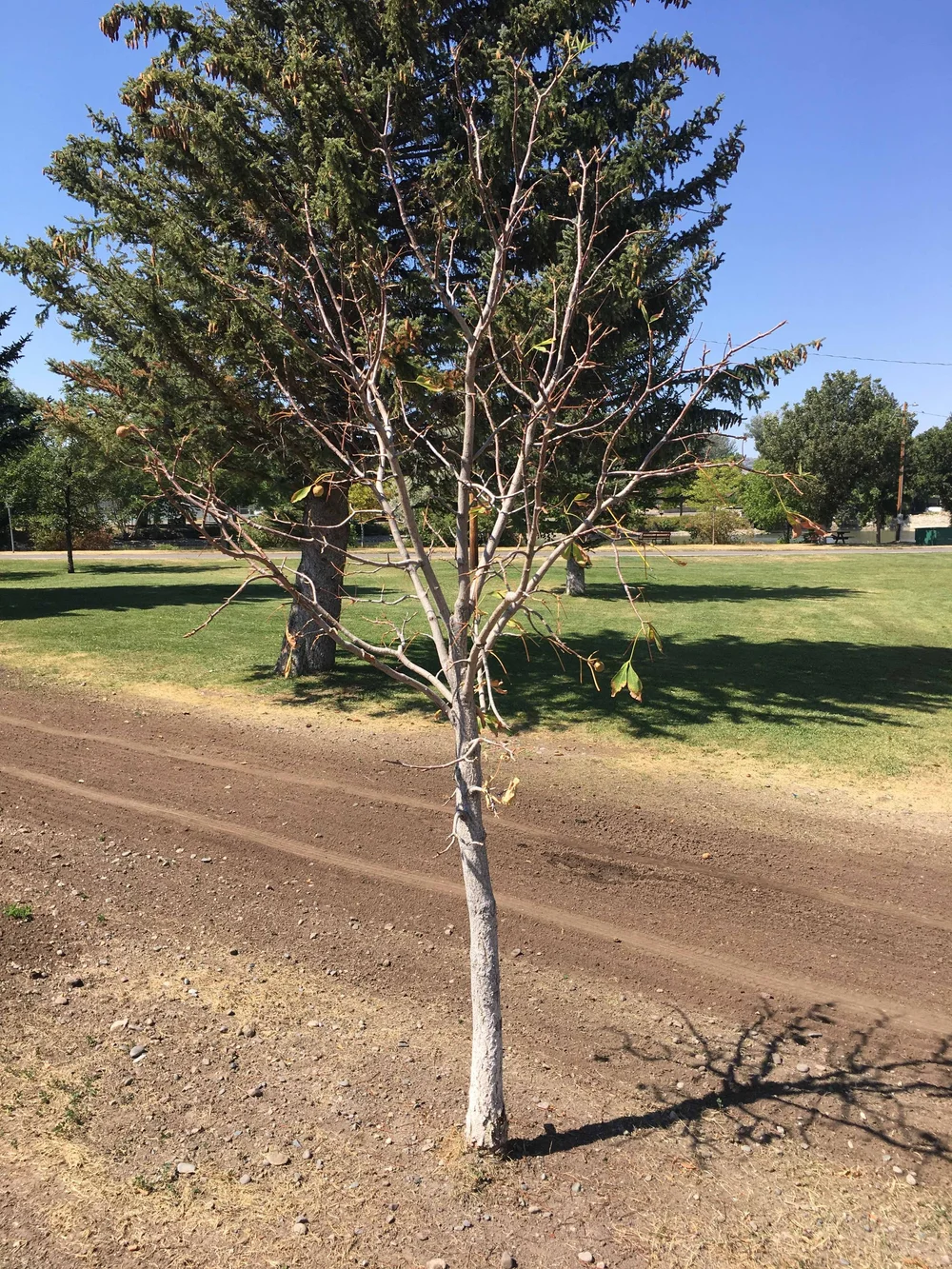 PSA: Please water your trees! — Park County Environmental Council