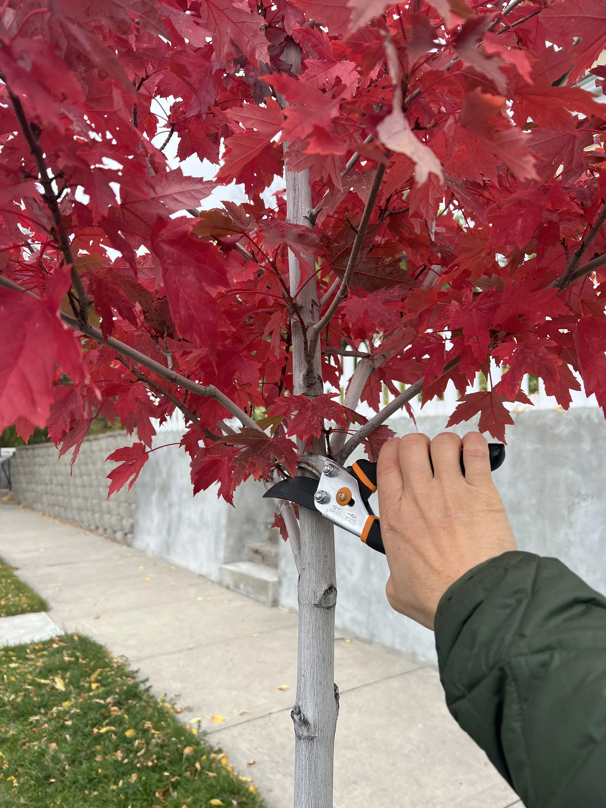 Tree Pruning Workshop: Livingston Loves Trees 