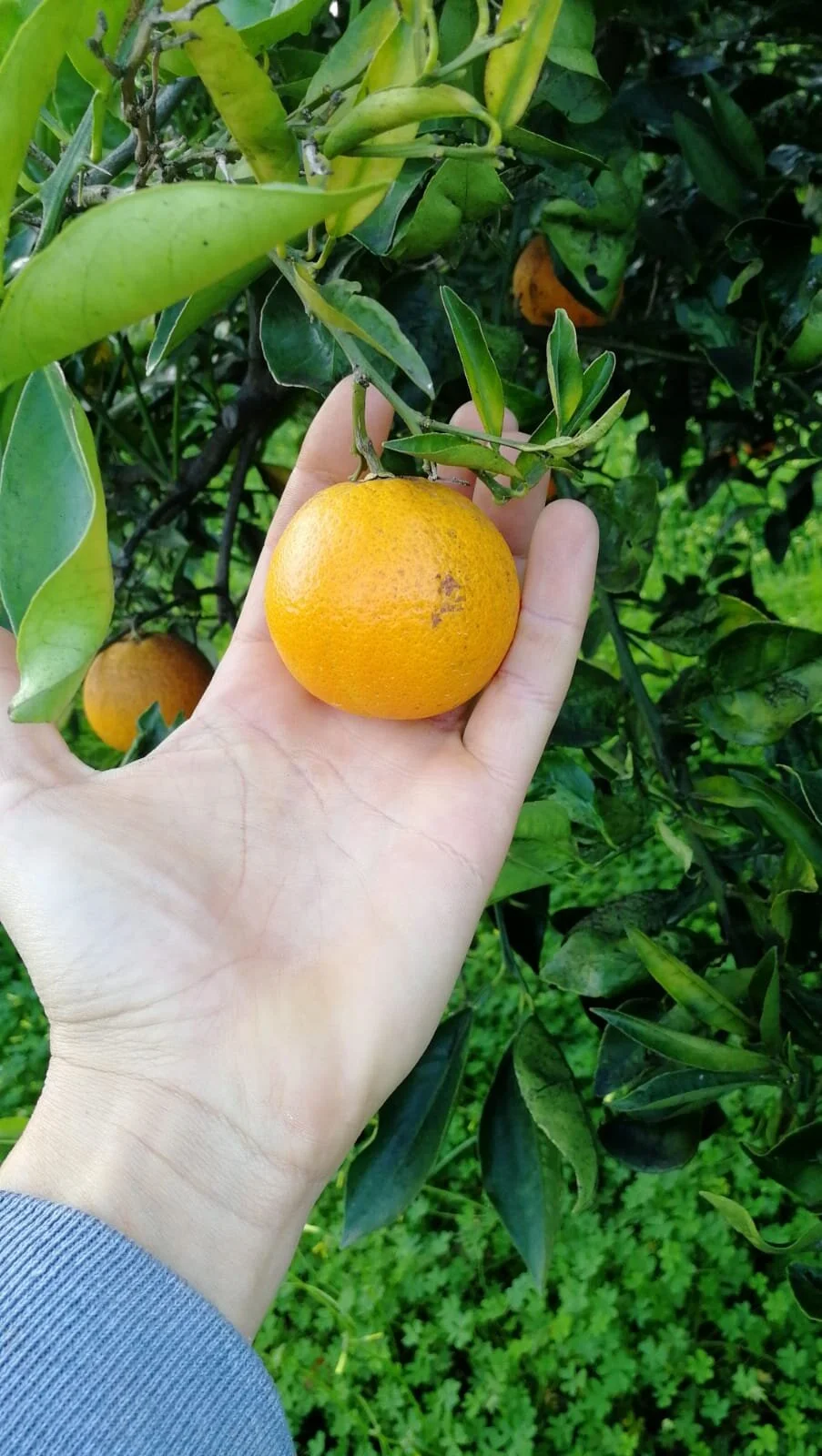 WhatsApp Image 2020-12-18 at 16.10.38.jpeg