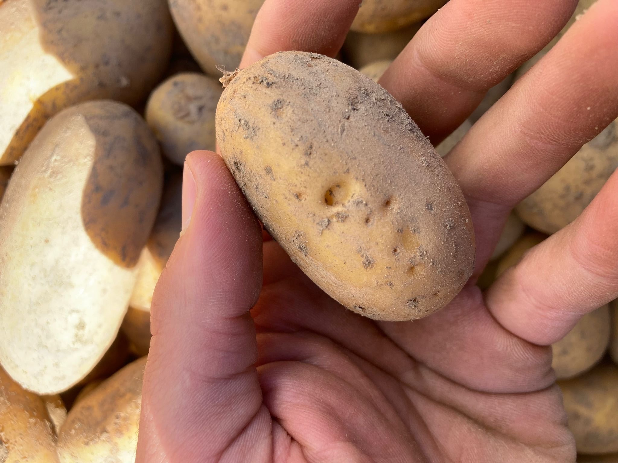 grassrooted — Bio-Frühkartoffeln