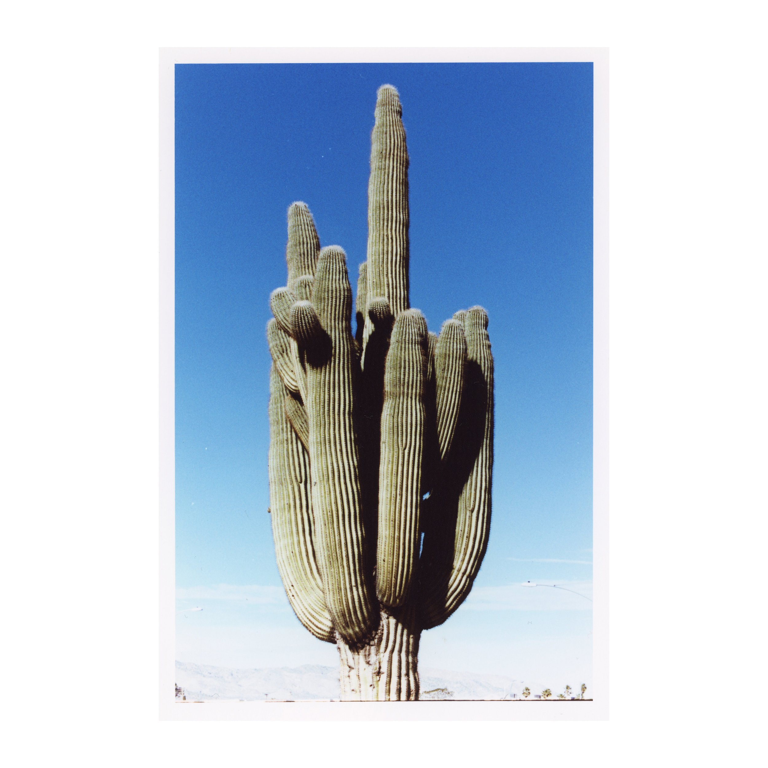 Saguaro (6" x 8 1/4") Enlargement