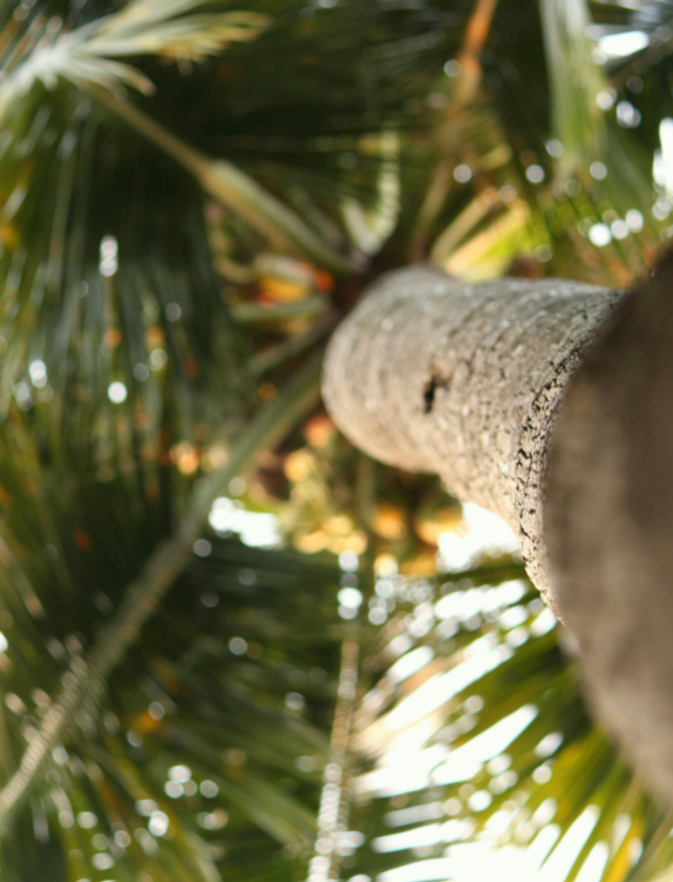 Canva - Low Angle Photography of Tree.jpg